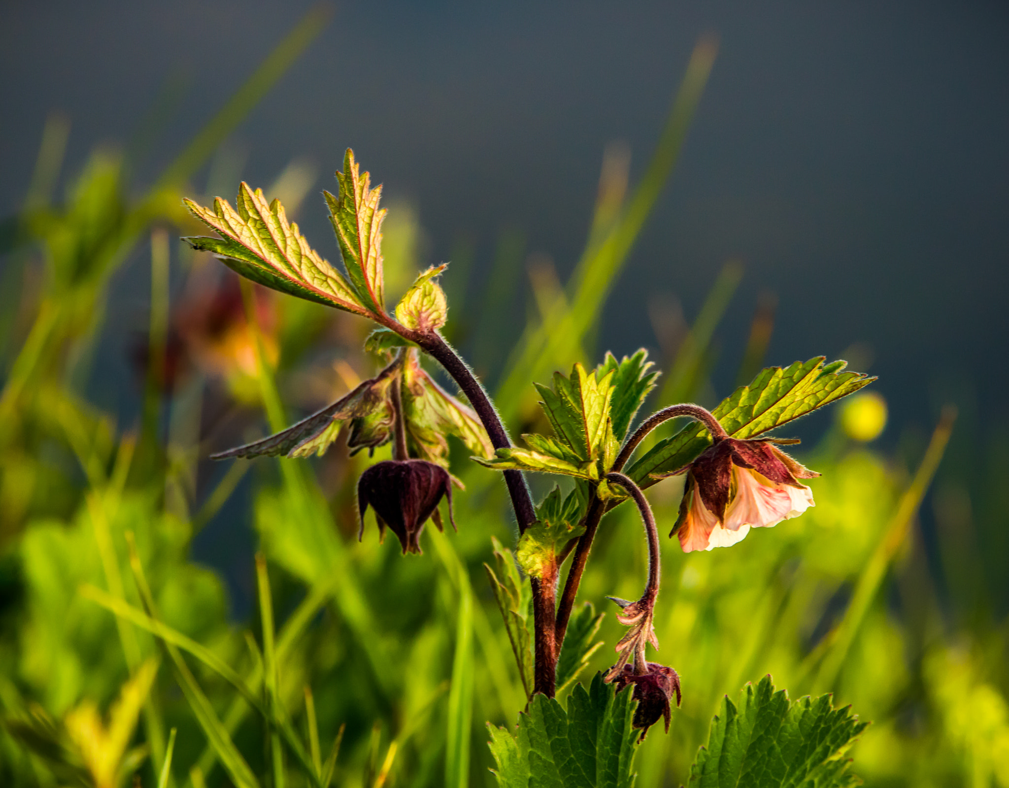 Sigma 70-200mm F2.8 EX DG OS HSM sample photo. Flower in grass photography