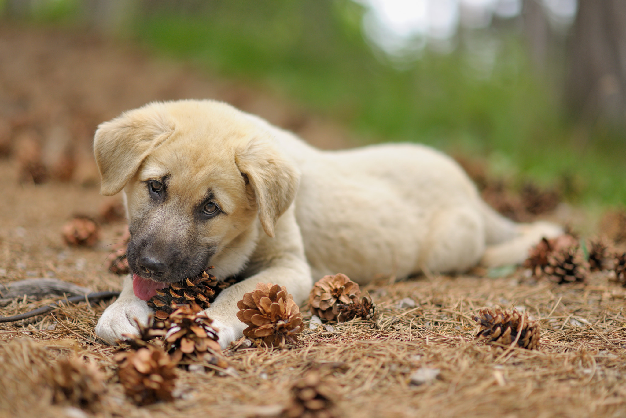 Nikon D3X + Nikon AF-S Nikkor 85mm F1.8G sample photo. Samy loves the forest photography