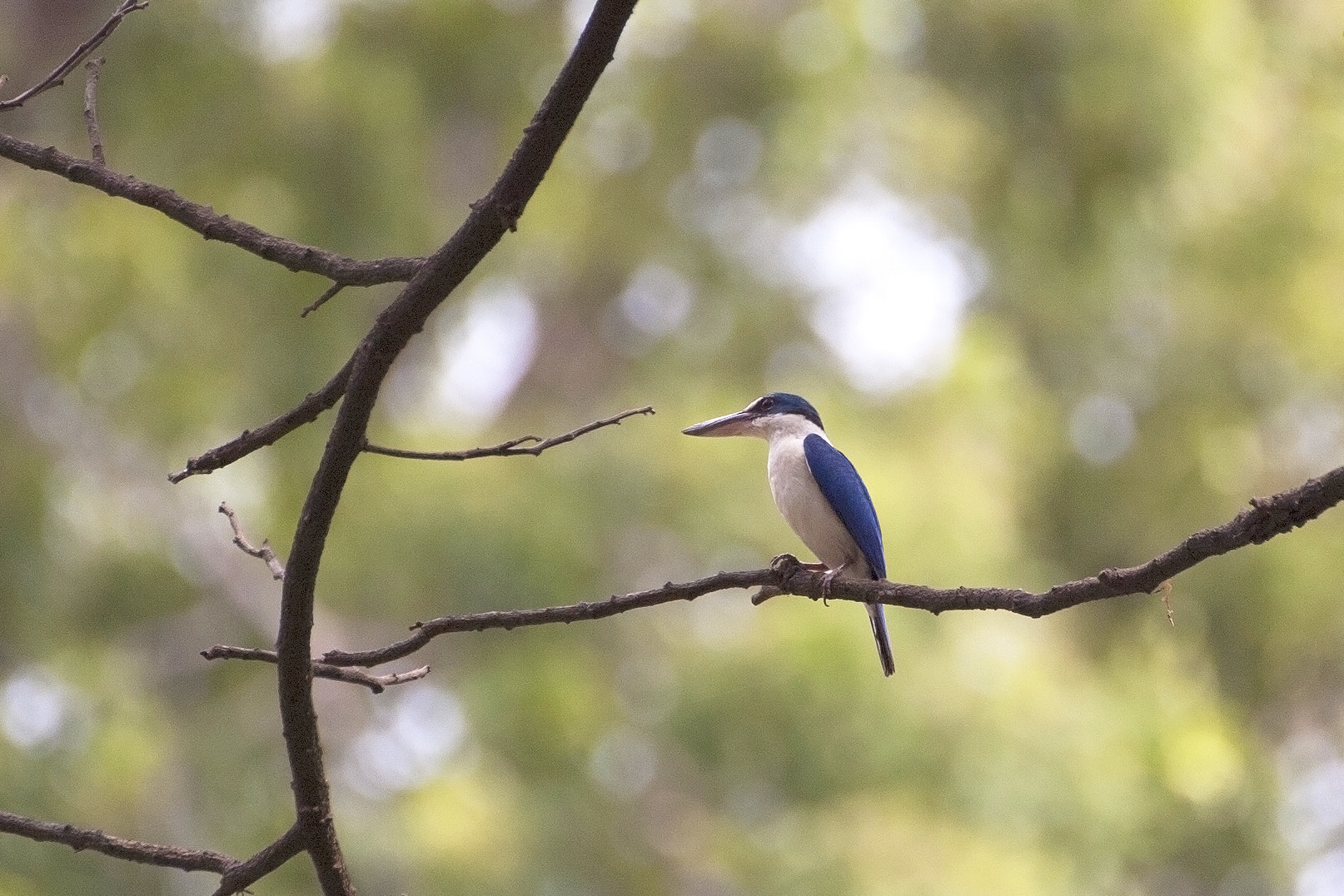 Nikon D2Hs sample photo. Kingfisher photography