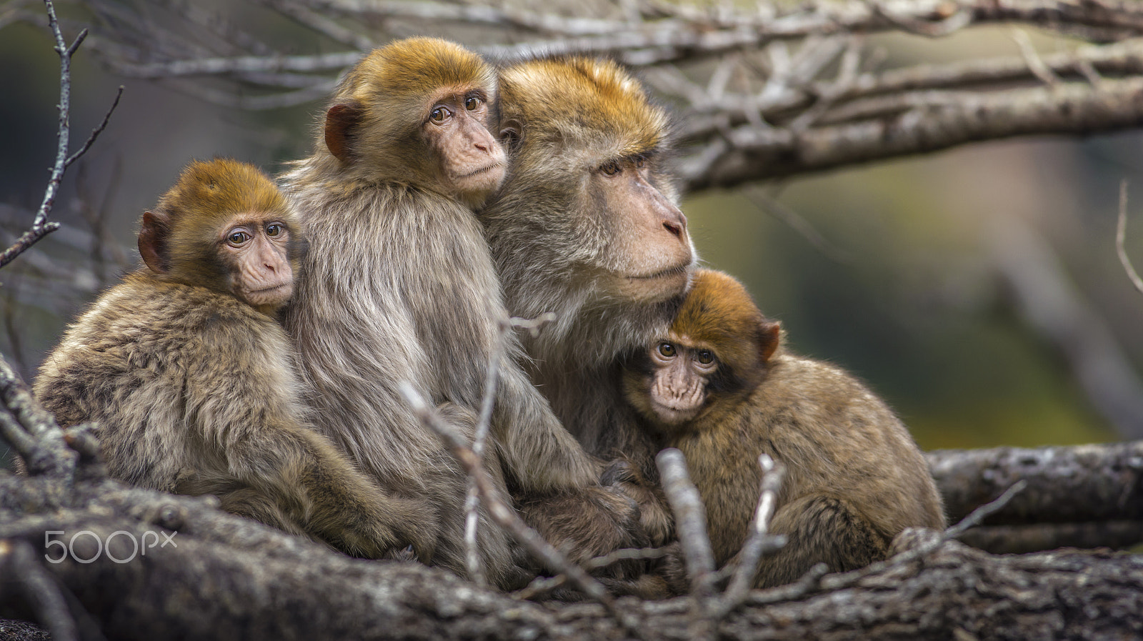 Canon EF 400mm F5.6L USM sample photo. We love you mum photography