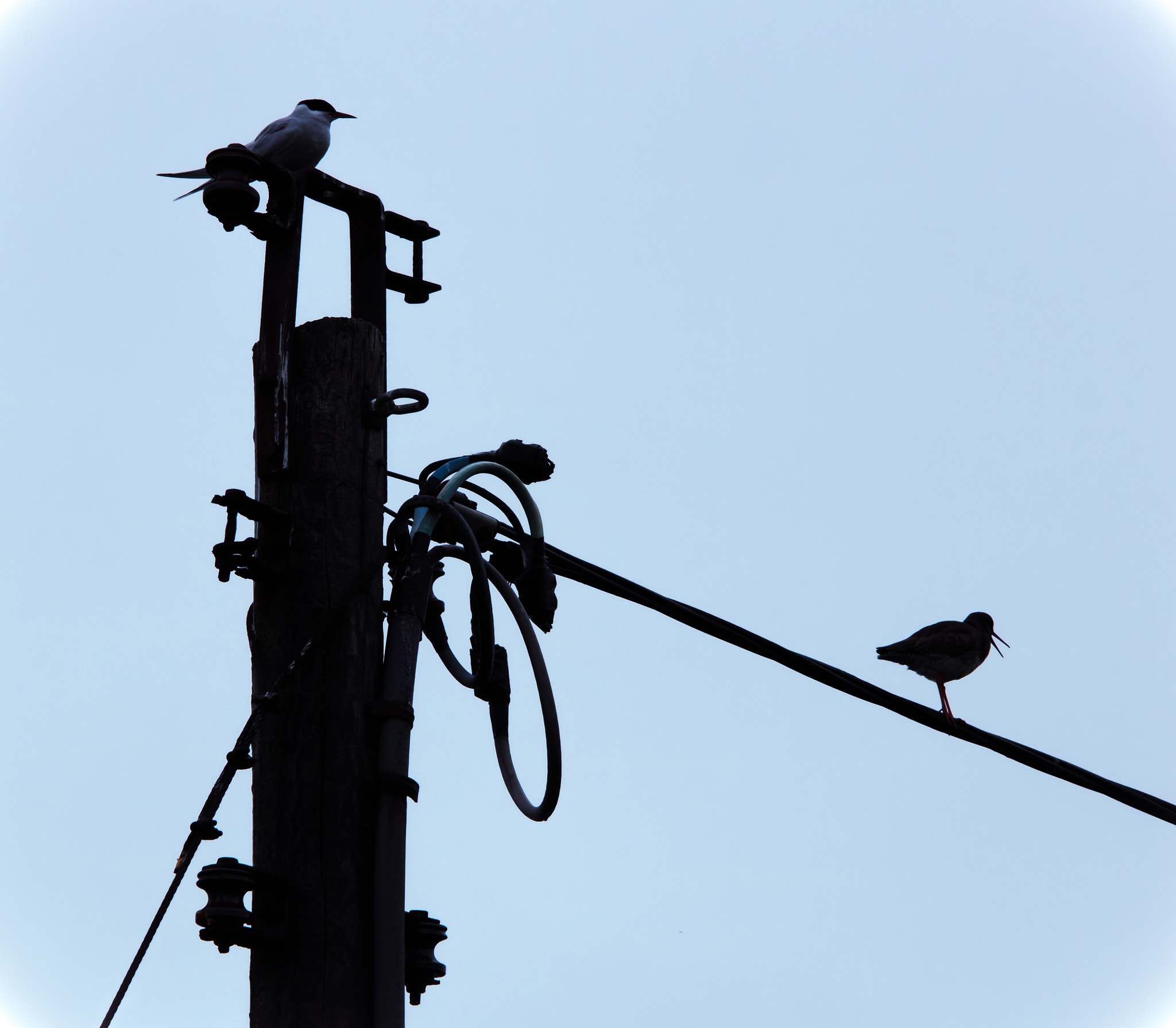 Sigma 70-200mm F2.8 EX DG OS HSM sample photo. Bird on a wire photography