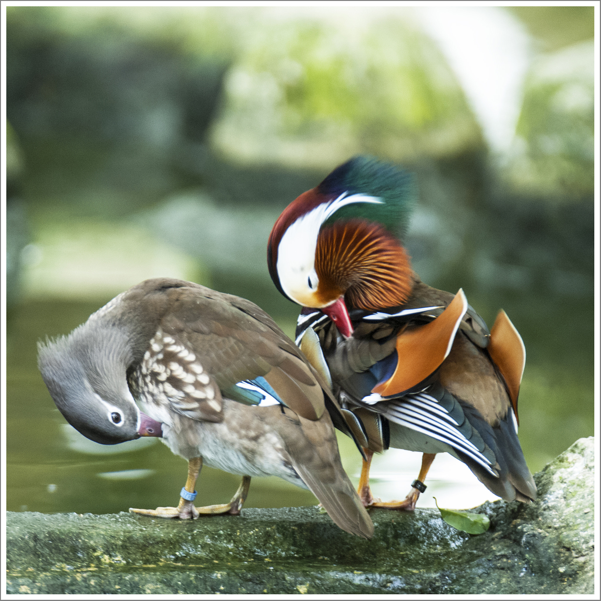 Nikon D2Xs sample photo. Couple photography