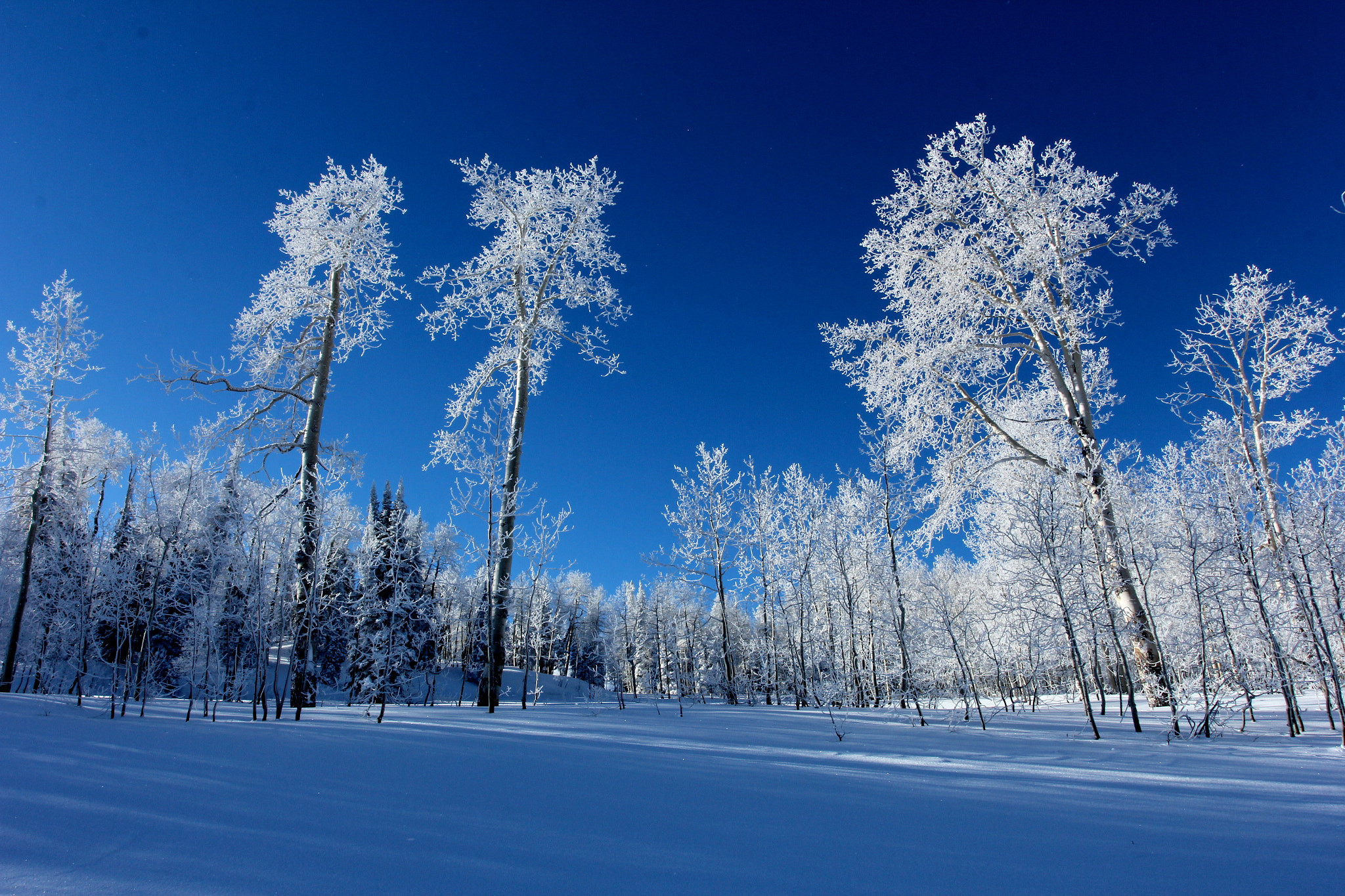 Canon EOS 60D + Canon EF 17-40mm F4L USM sample photo. Guardians of the forest photography