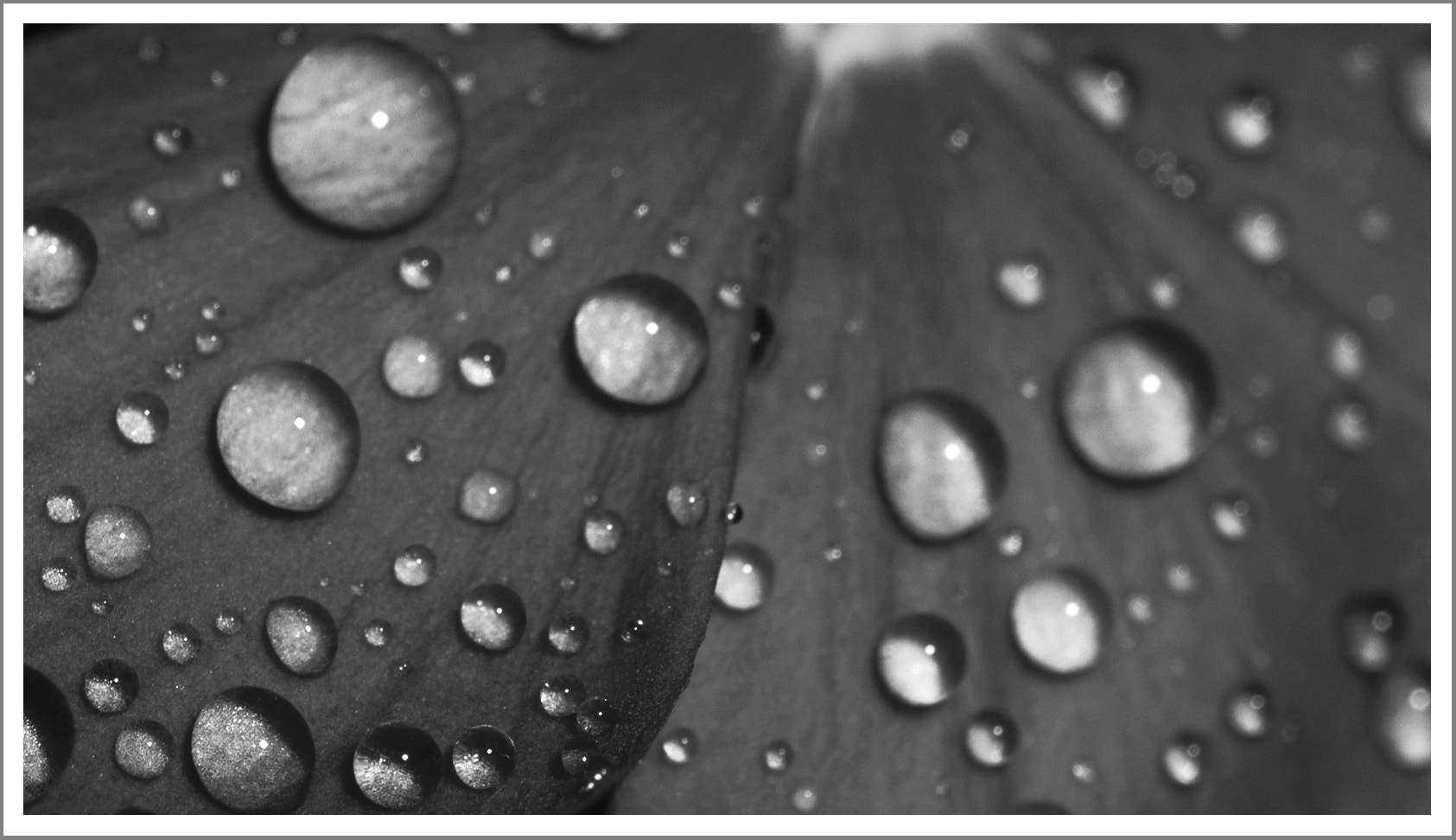 Nikon D2Xs + Tamron SP AF 60mm F2 Di II LD IF Macro sample photo. Droplets photography