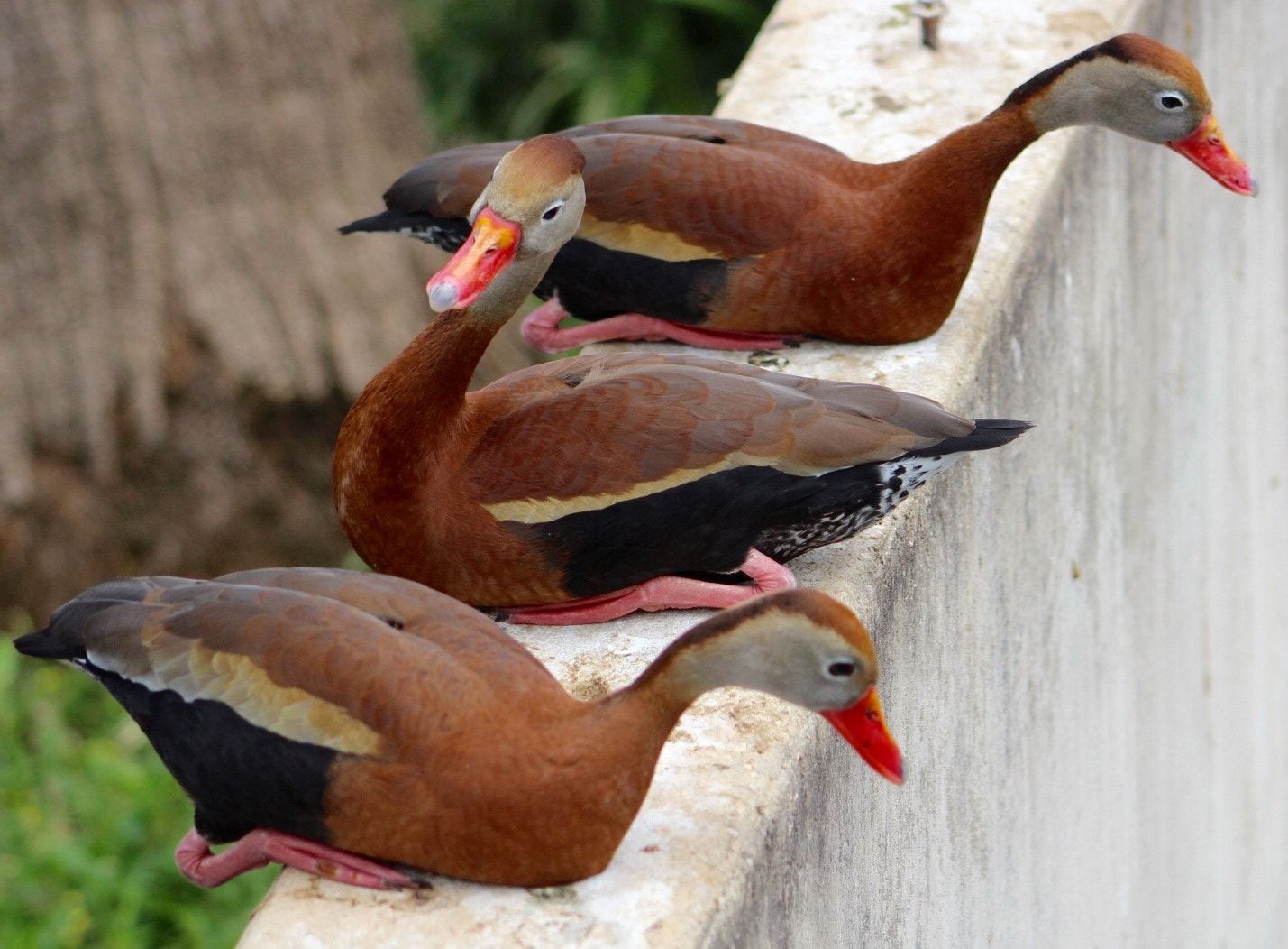 Canon EF75-300mm f/4-5.6 sample photo