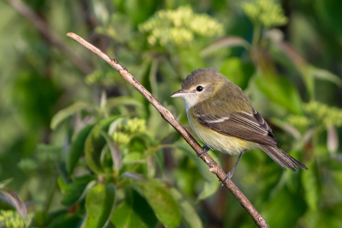 Canon EOS 7D Mark II + Canon EF 200-400mm F4L IS USM Extender 1.4x sample photo. Bell's vireo photography