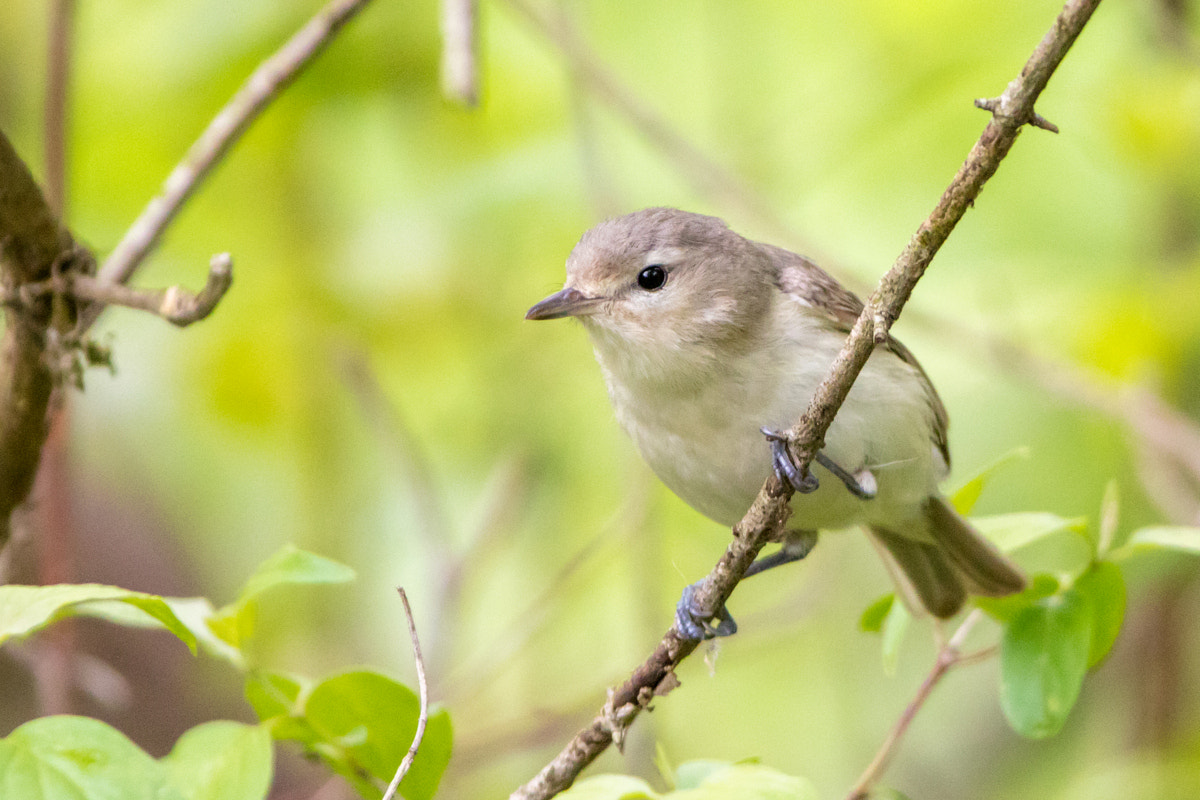 Canon EOS 7D Mark II + Canon EF 200-400mm F4L IS USM Extender 1.4x sample photo. Warbling vireo photography