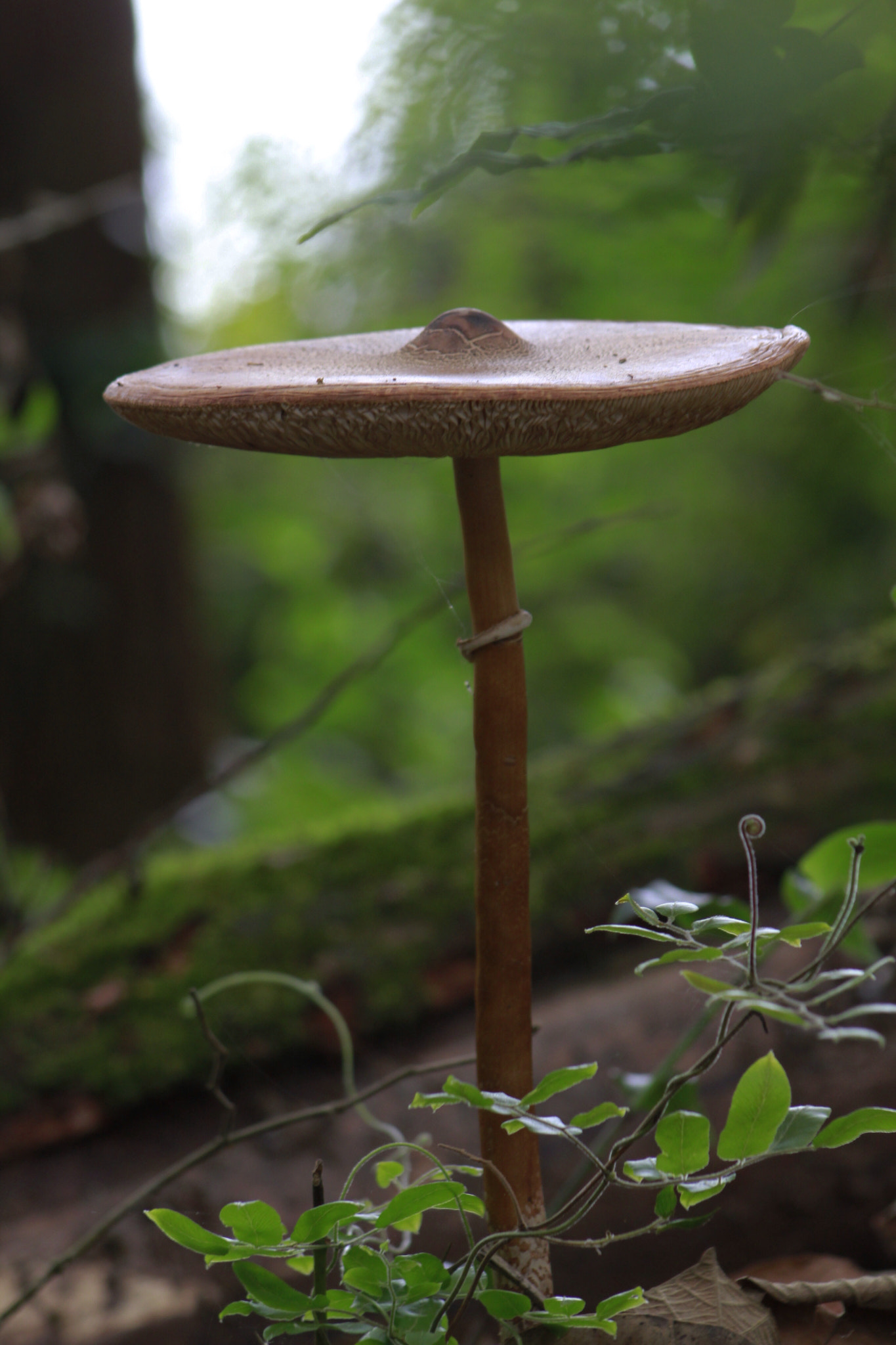 Canon EF 75-300mm f/4-5.6 USM sample photo