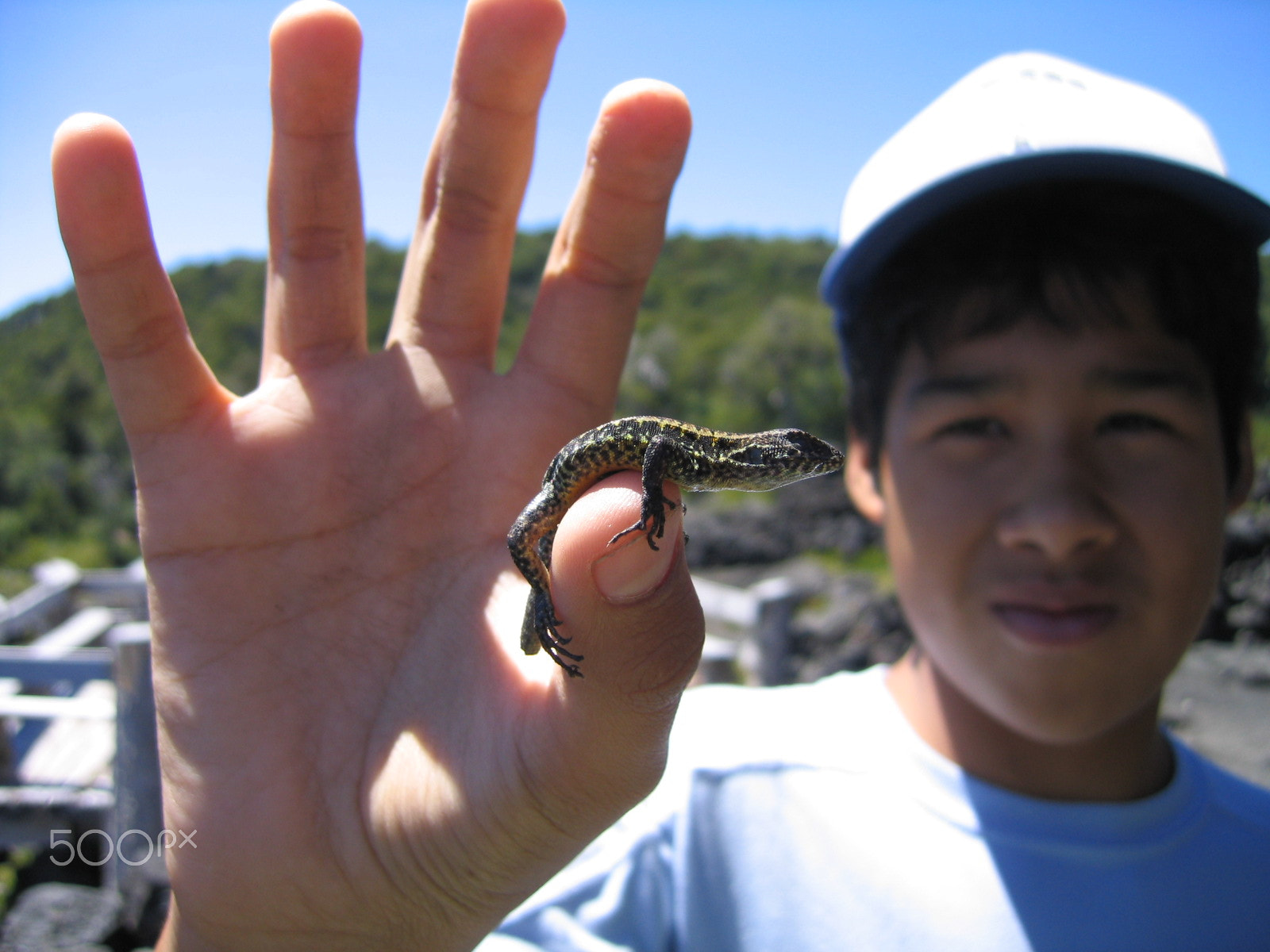 Canon POWERSHOT S50 sample photo. Small lizard photography