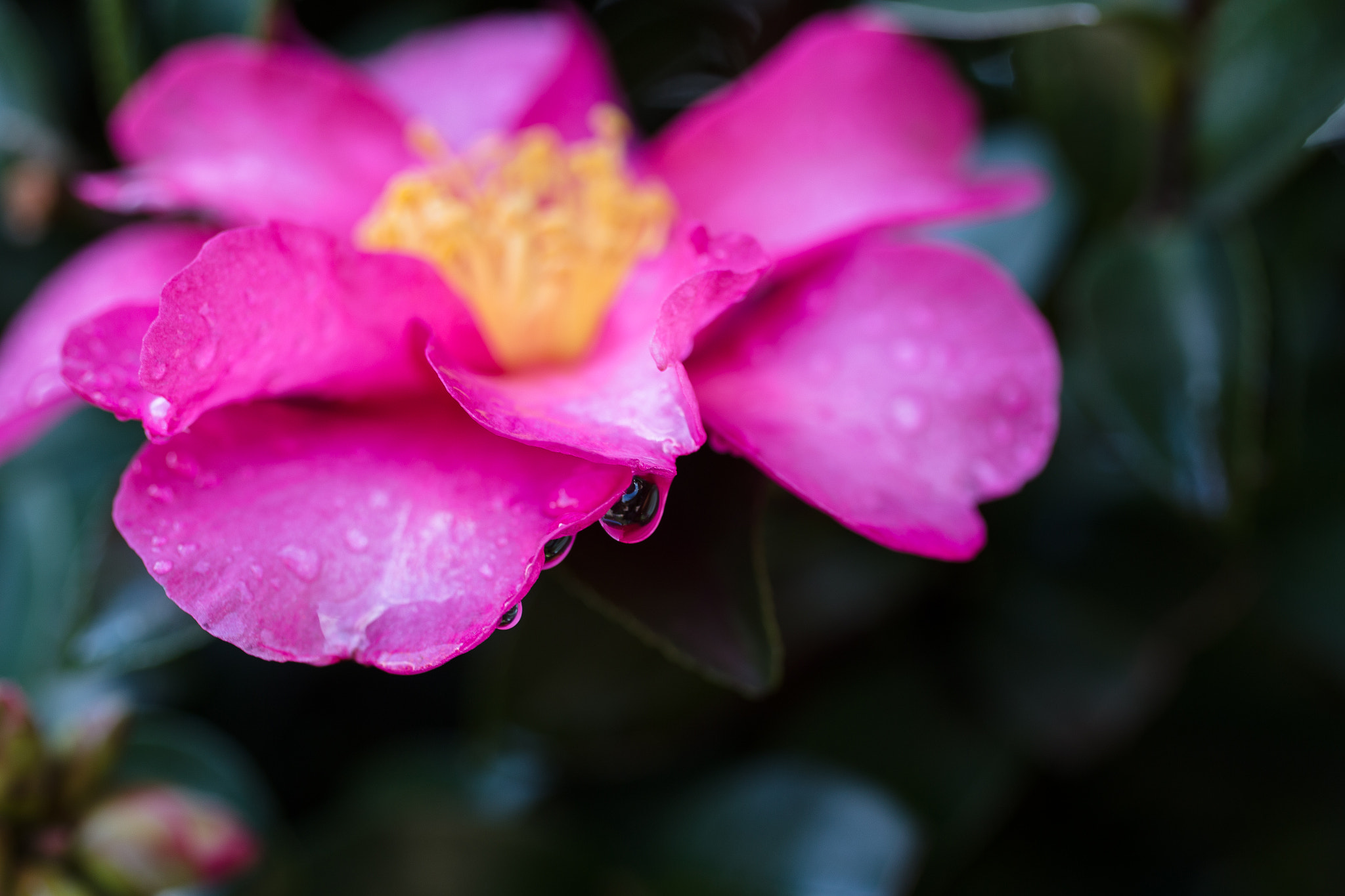 Canon EOS 6D + Canon EF 50mm F2.5 Macro sample photo. The raindrops photography