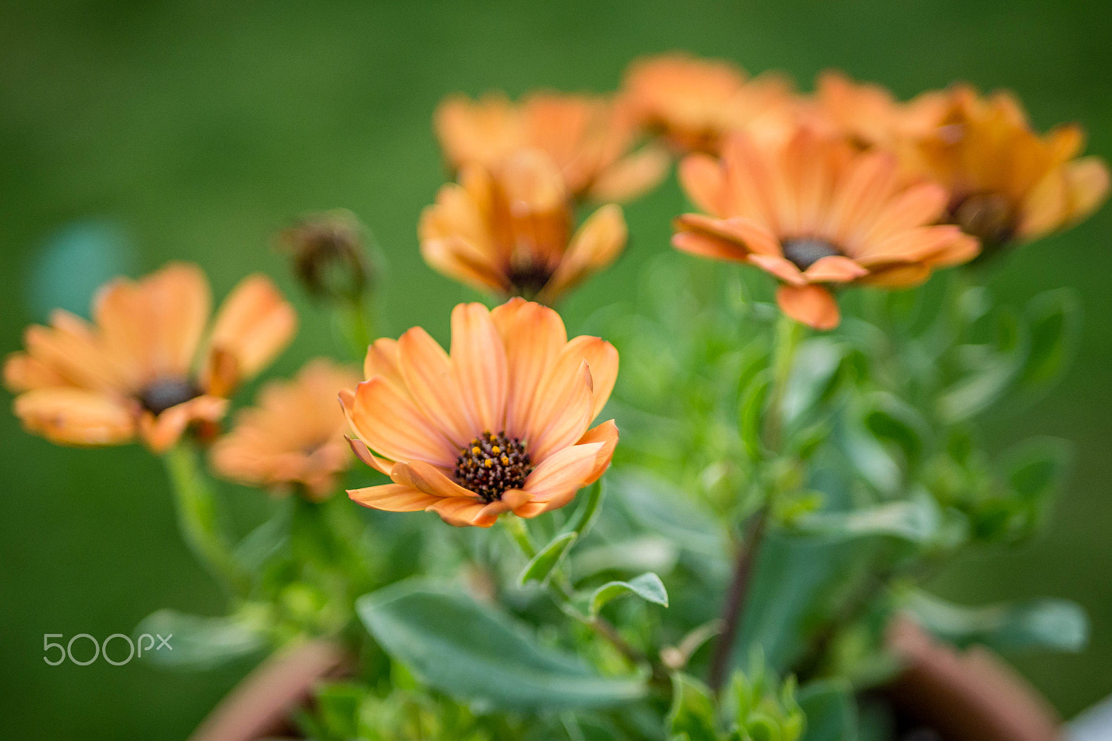 Panasonic Lumix DMC-G7 + LUMIX G 25/F1.7 sample photo. 6-12-2016 - flowers photography