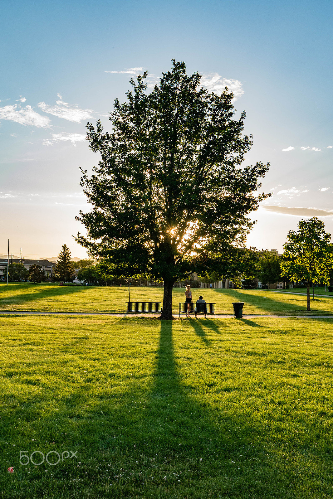 Panasonic Lumix DMC-G7 + LUMIX G 25/F1.7 sample photo. 6-13-2016 - tree at sunset photography