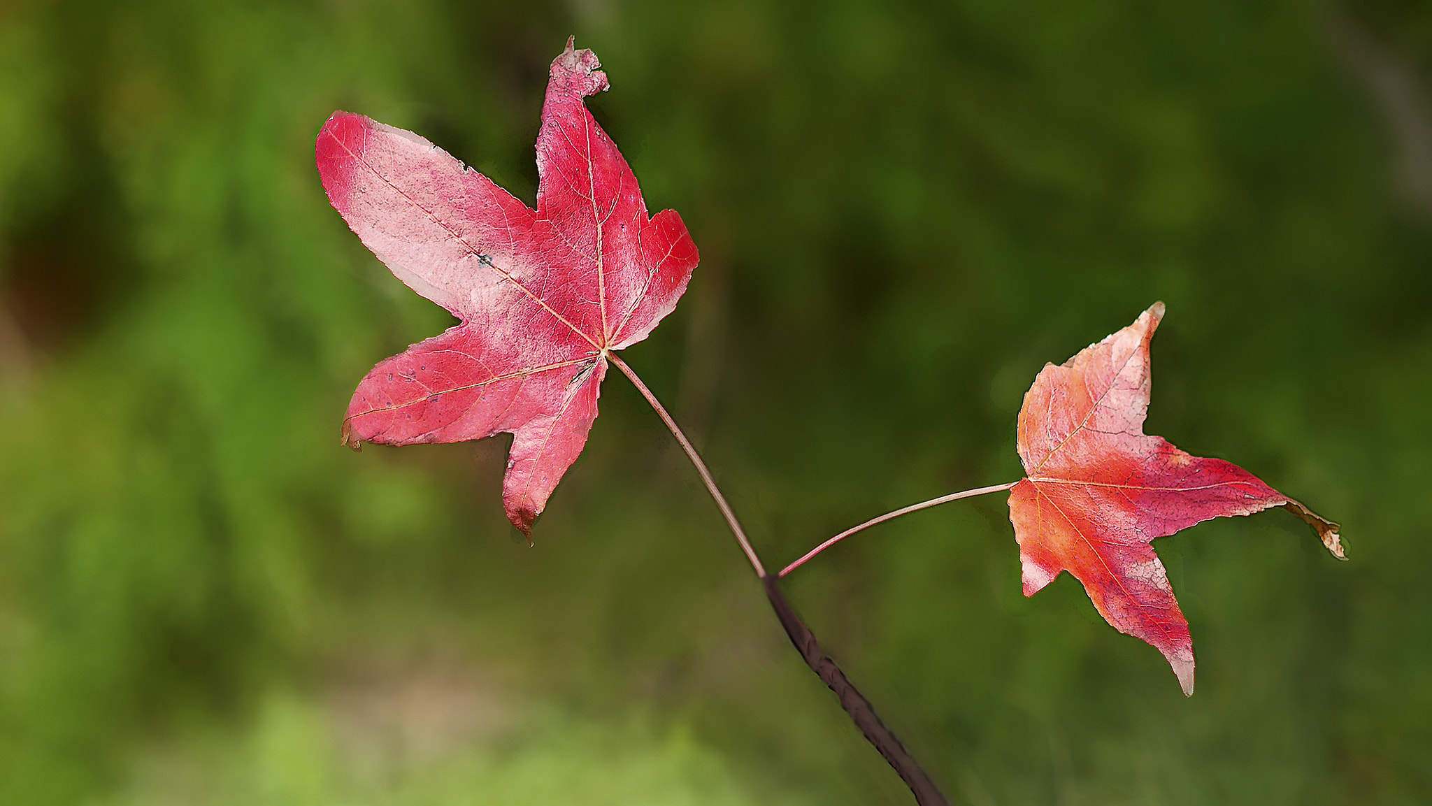Panasonic Lumix DMC-GX7 + Olympus M.Zuiko Digital 45mm F1.8 sample photo. Maple leaves photography