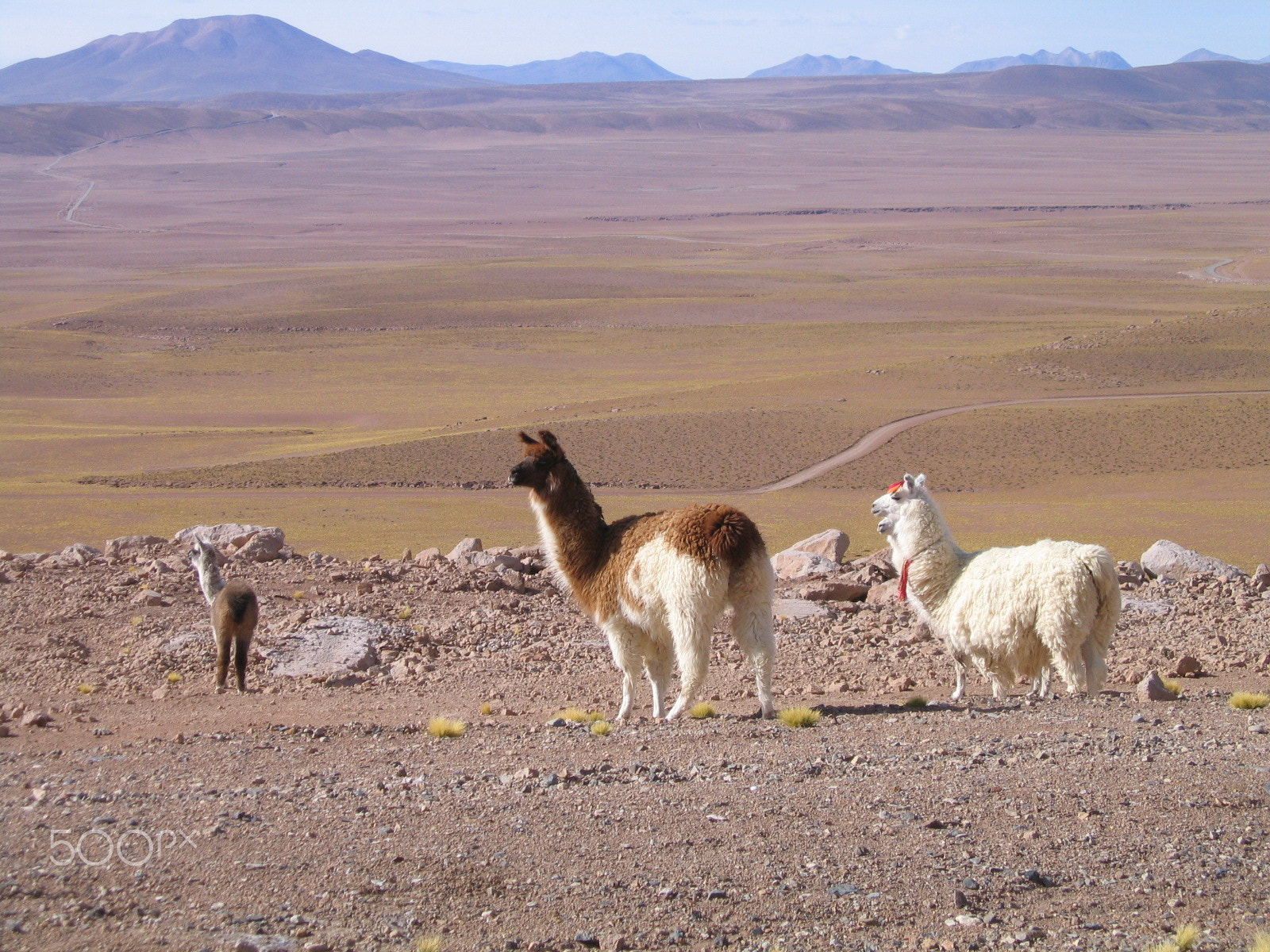 Canon POWERSHOT S50 sample photo. Atacama photography