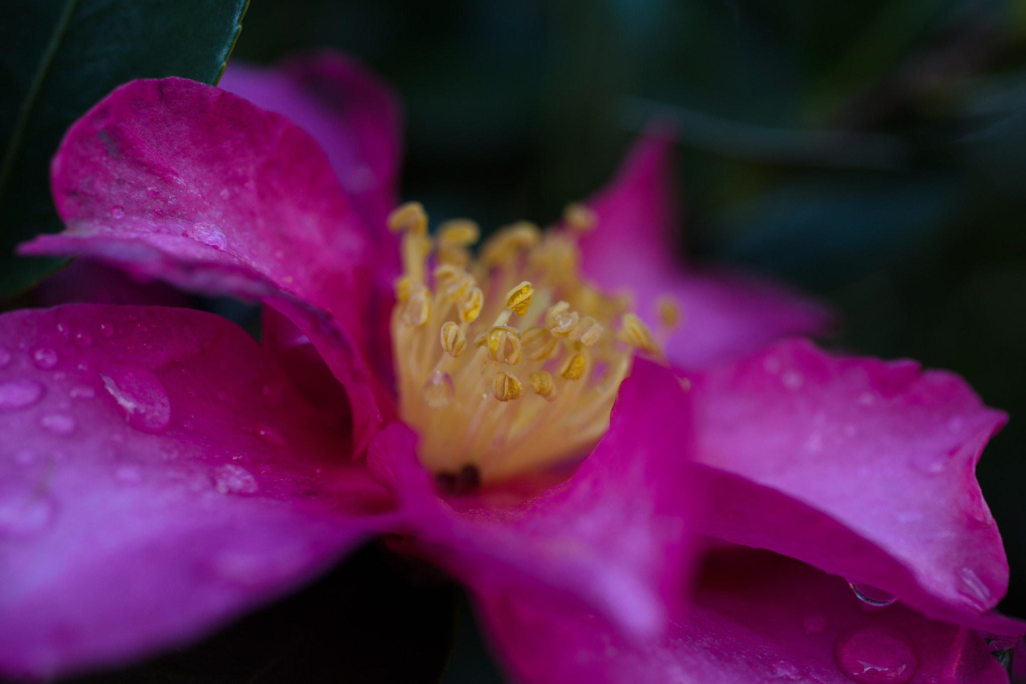 Canon EOS 6D + Canon EF 50mm F2.5 Macro sample photo. The camilla under the rain photography