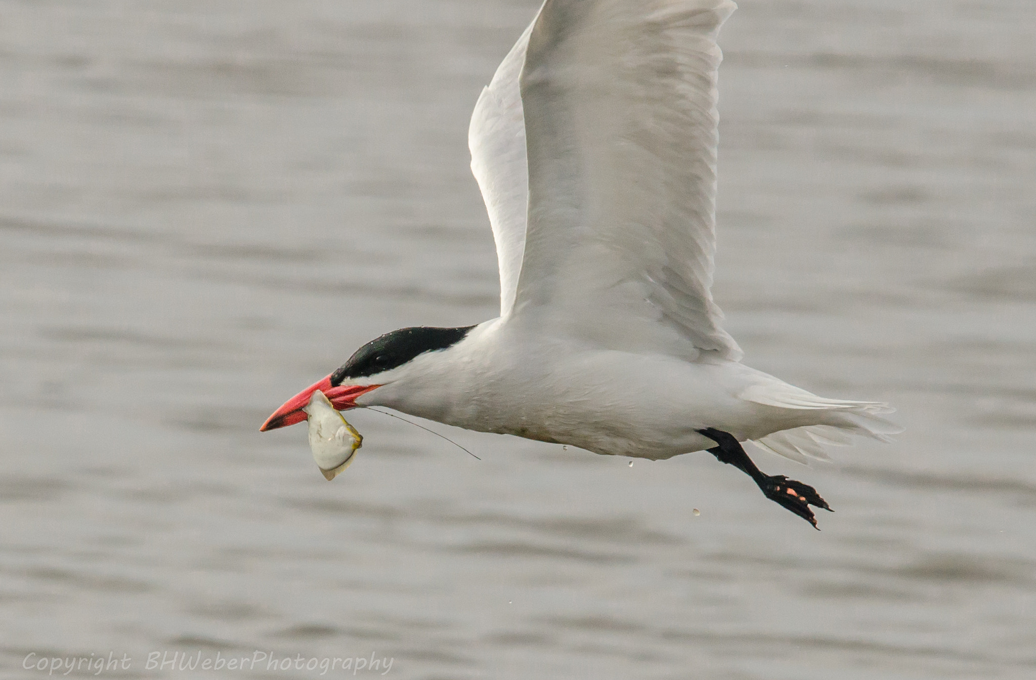 Nikon Nikkor AF-S 300mm F4E PF ED VR sample photo. Caspian tern photography