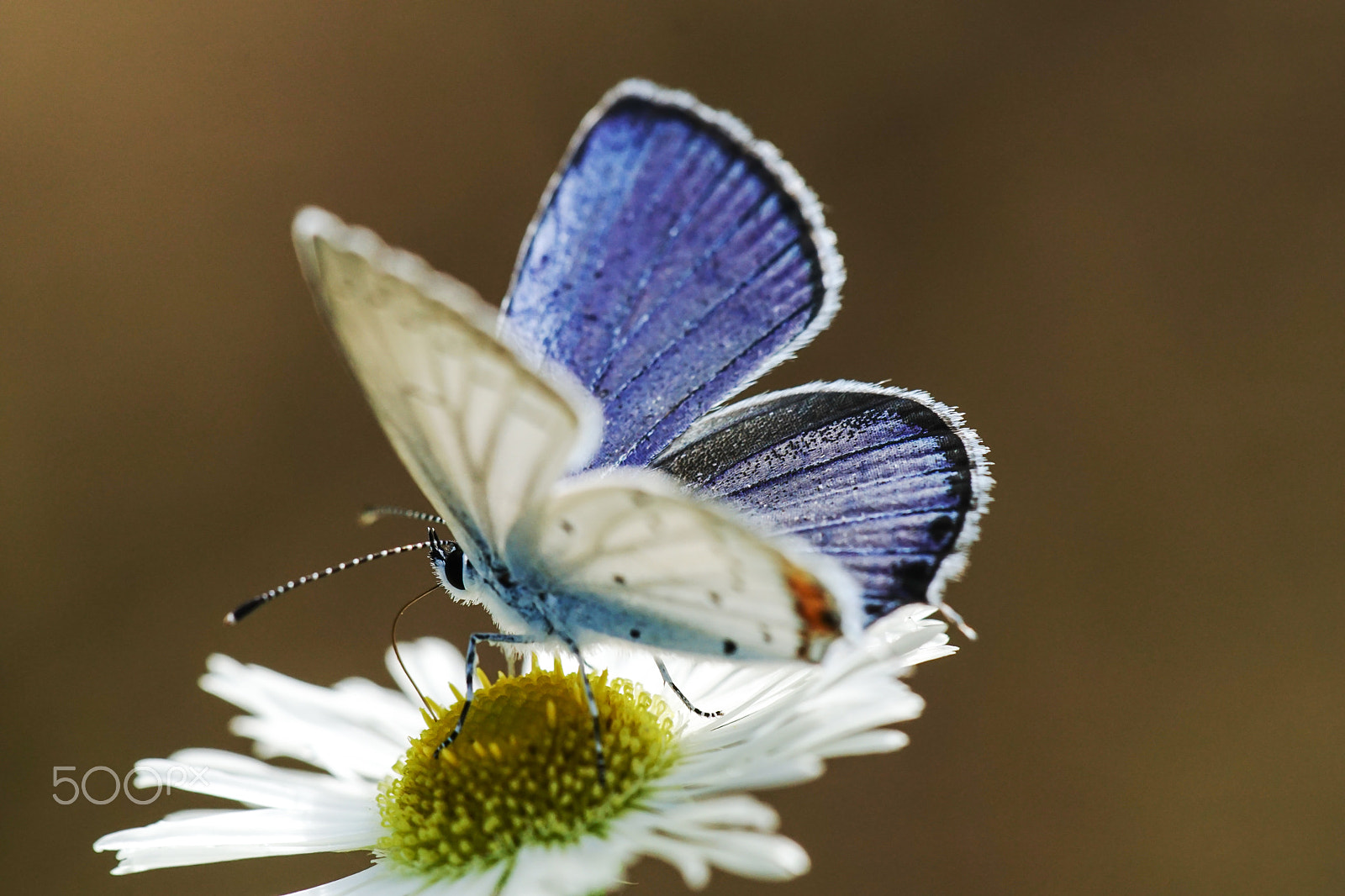 Sony ILCA-77M2 + Minolta AF 100mm F2.8 Macro [New] sample photo. The short tailed blue photography