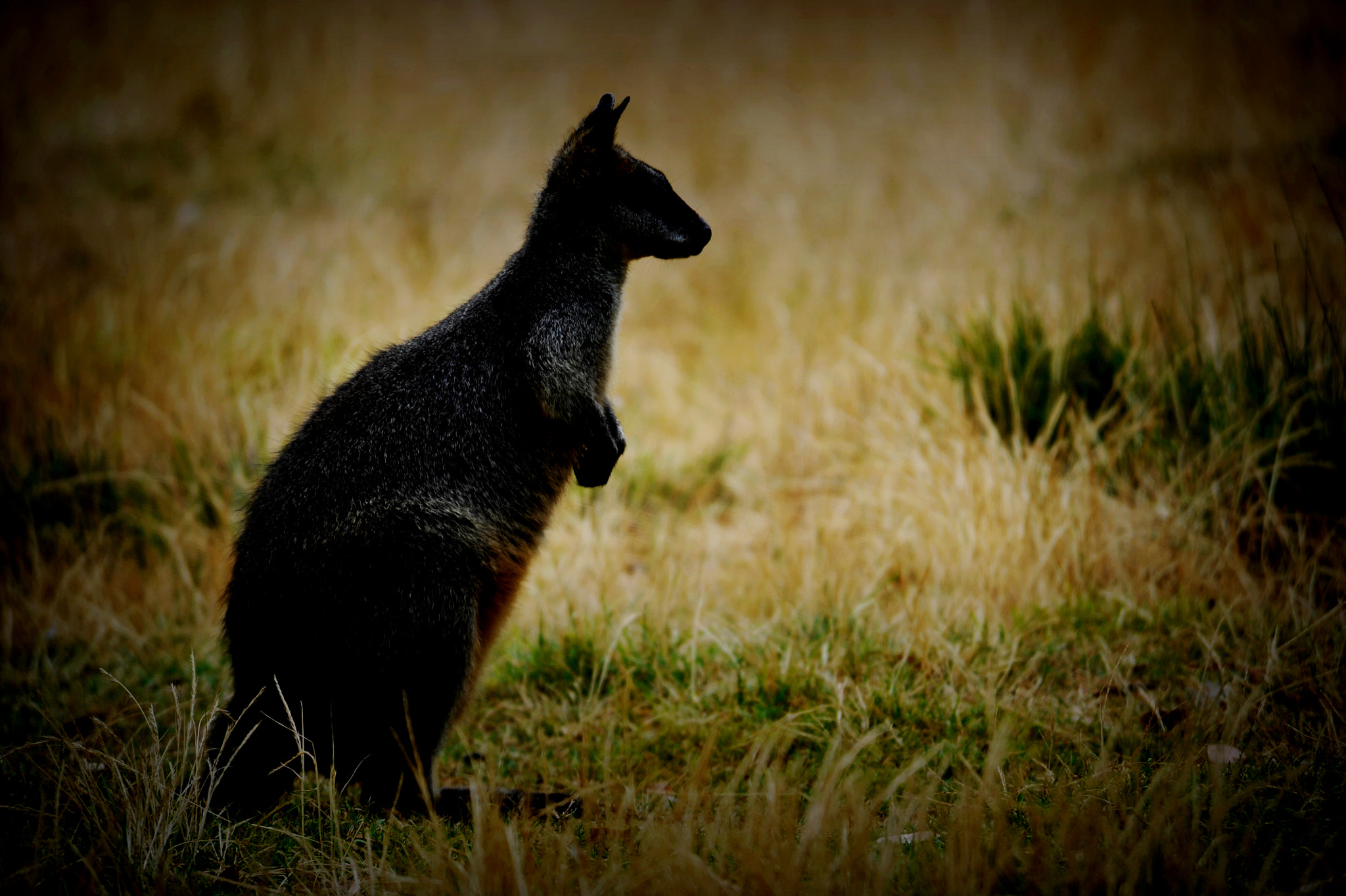 Nikon D3 sample photo. Itch to try photography