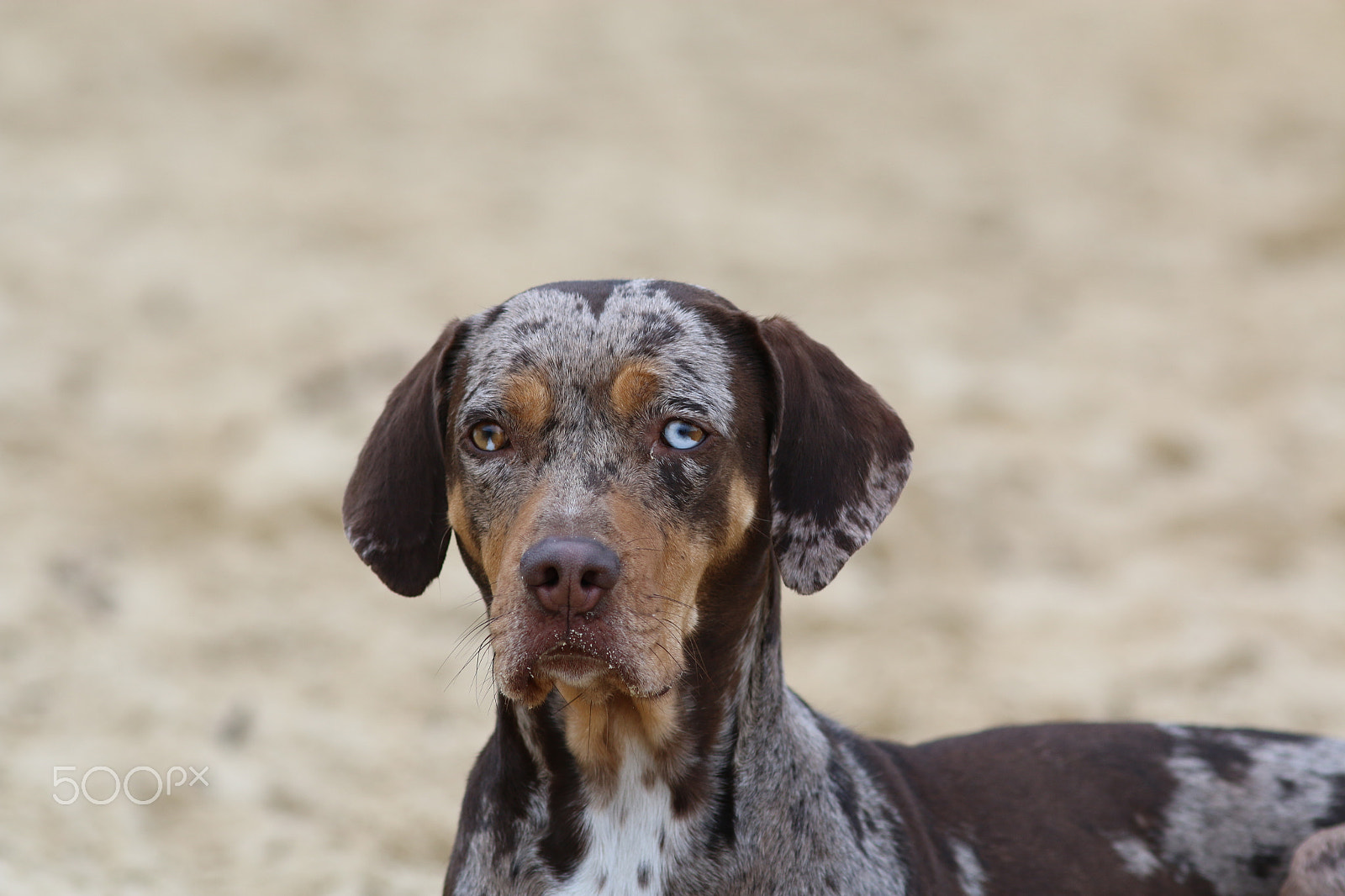 Canon EOS 70D + Canon EF 200mm F2.8L II USM sample photo. Crazy eyes photography