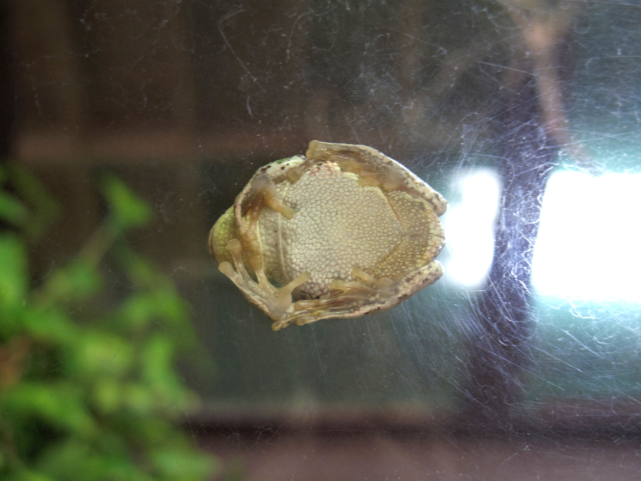 Pentax Q7 sample photo. Under the frog photography