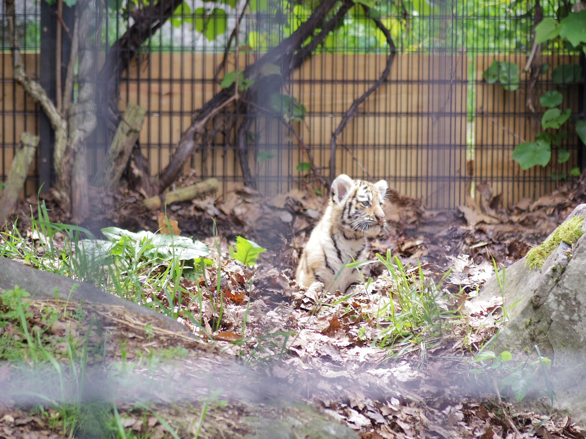 Pentax 06 Telephoto 15-45mm sample photo. Baby tiger photography