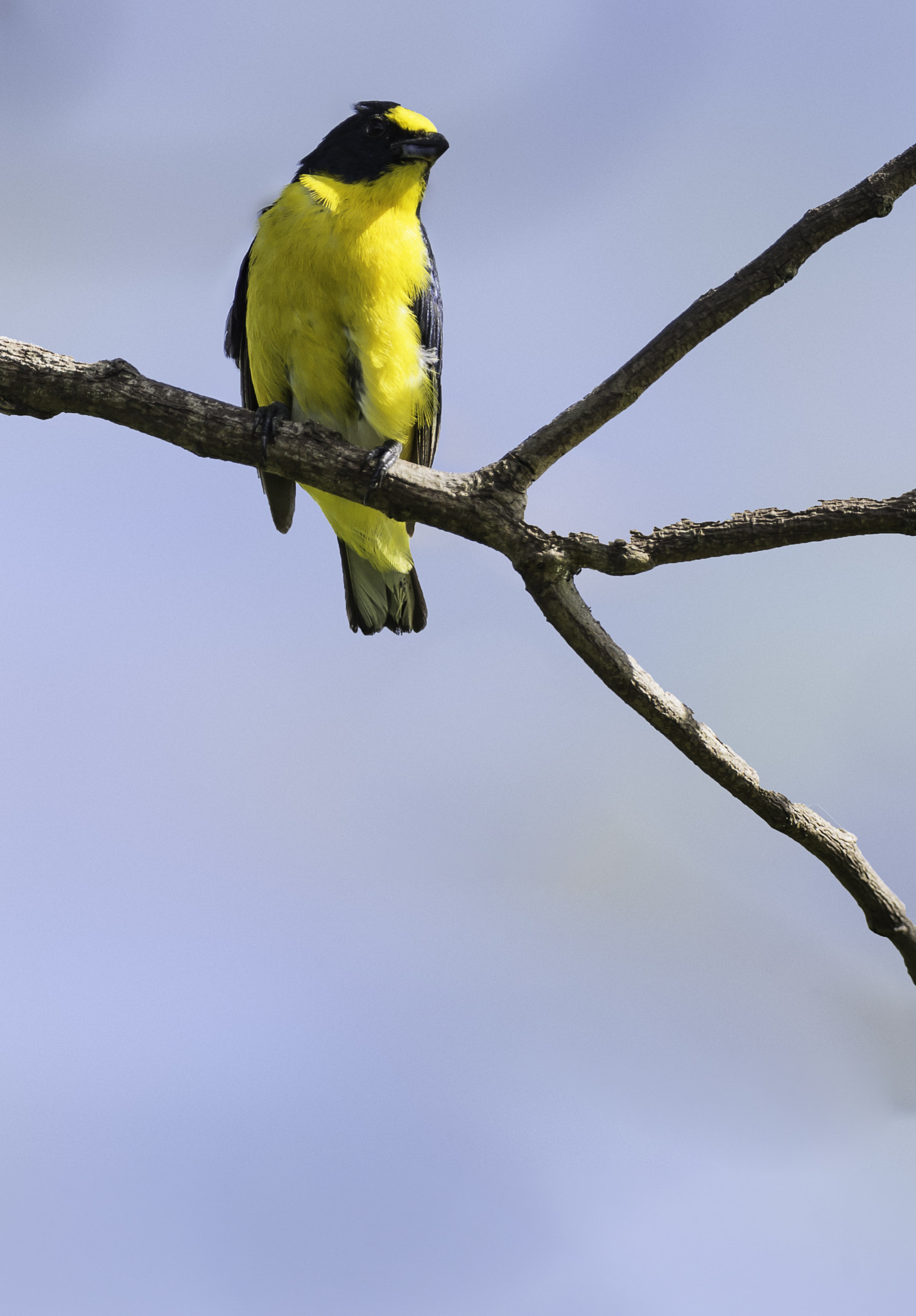 Nikon AF-S Nikkor 800mm F5.6E FL ED VR sample photo. Euphonia affinis  - taking a break photography