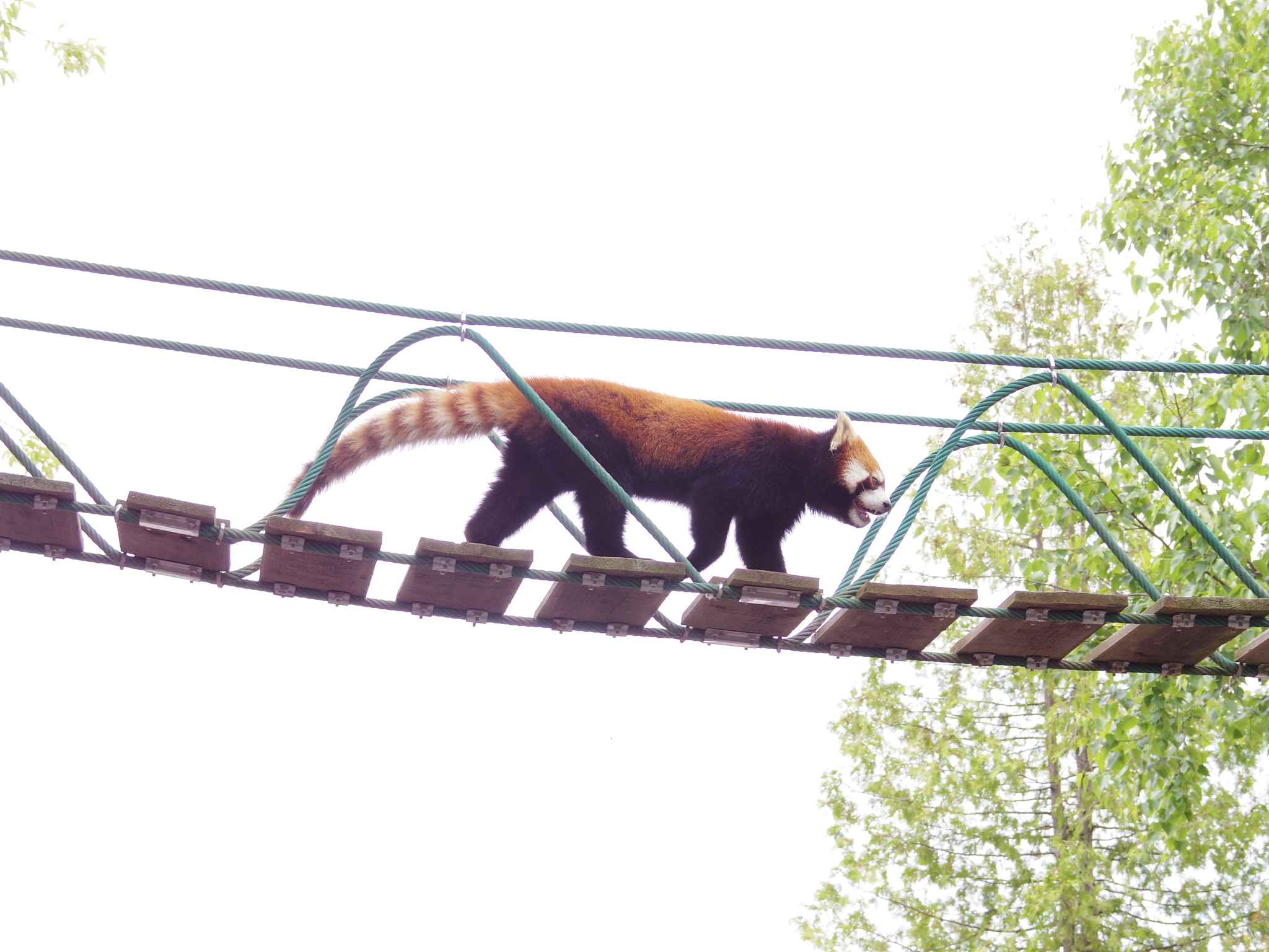 Pentax 06 Telephoto 15-45mm sample photo. Red panda photography