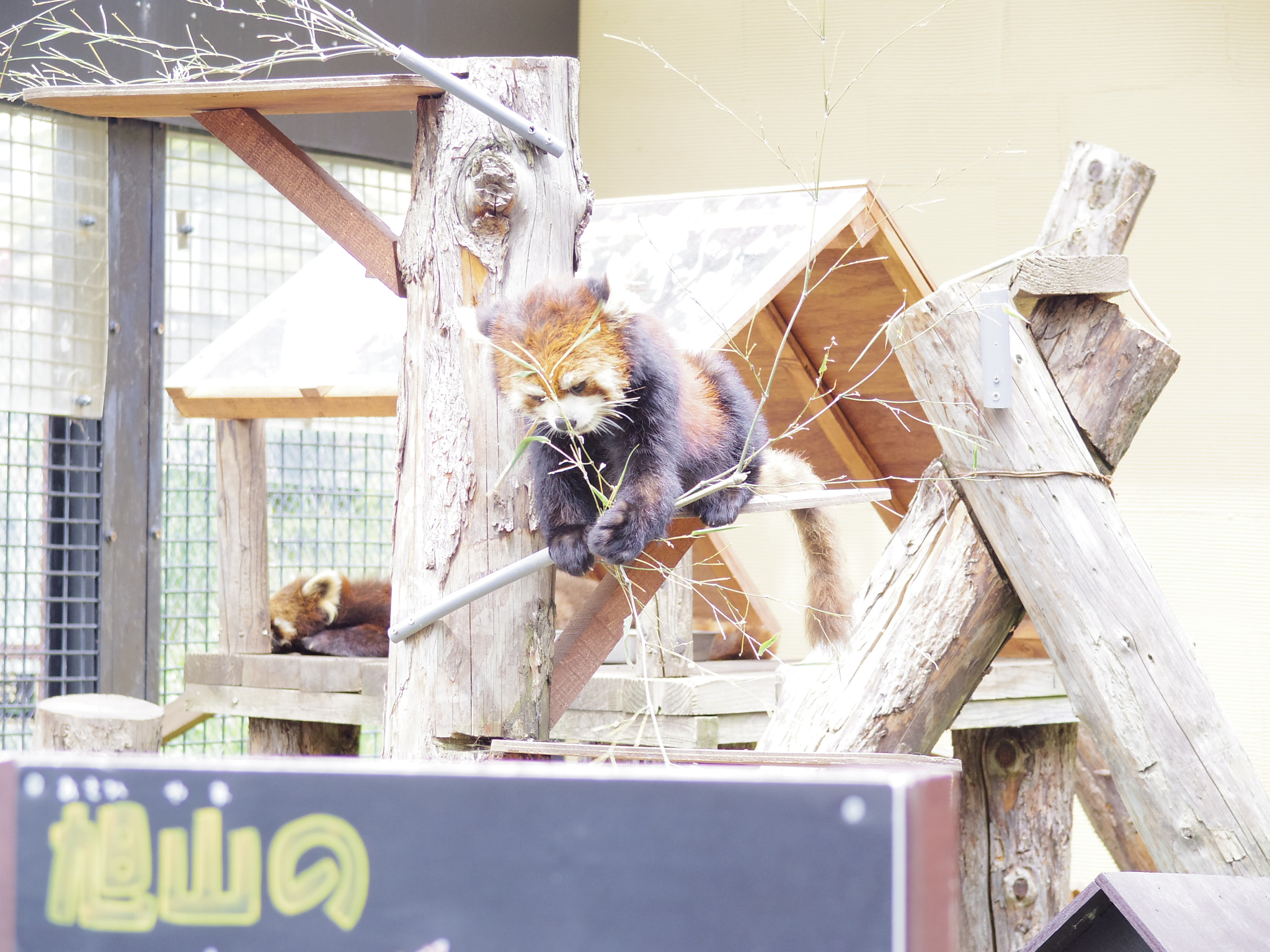 Pentax Q7 + Pentax 06 Telephoto 15-45mm sample photo. Red panda photography