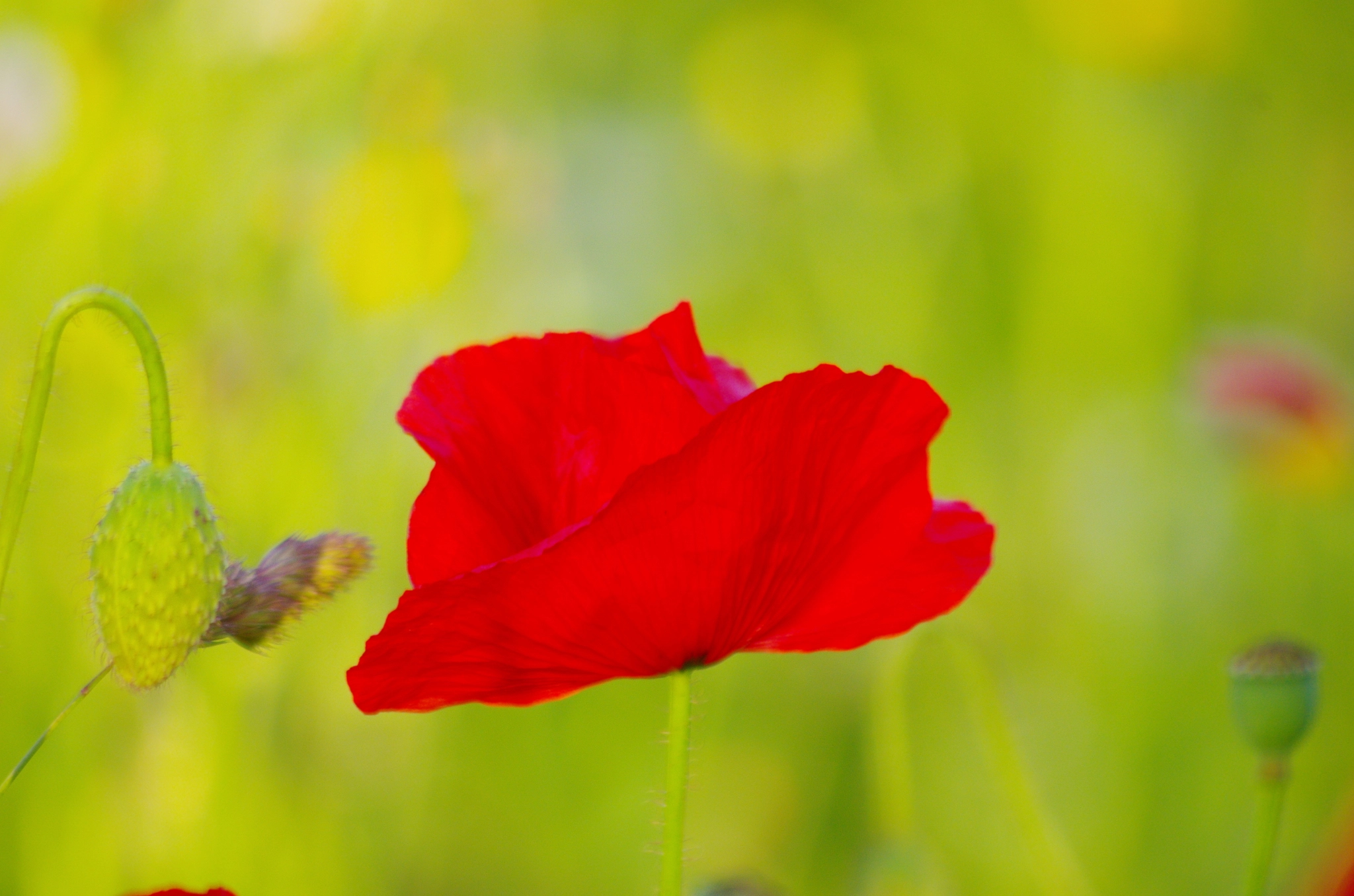 Pentax K-5 sample photo. Delicate force of poppy flower photography