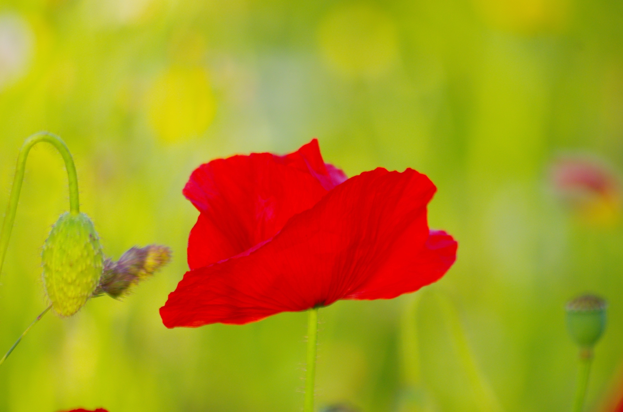 smc PENTAX-DA L 55-300mm F4-5.8 ED sample photo. Delicate force of poppy flower photography