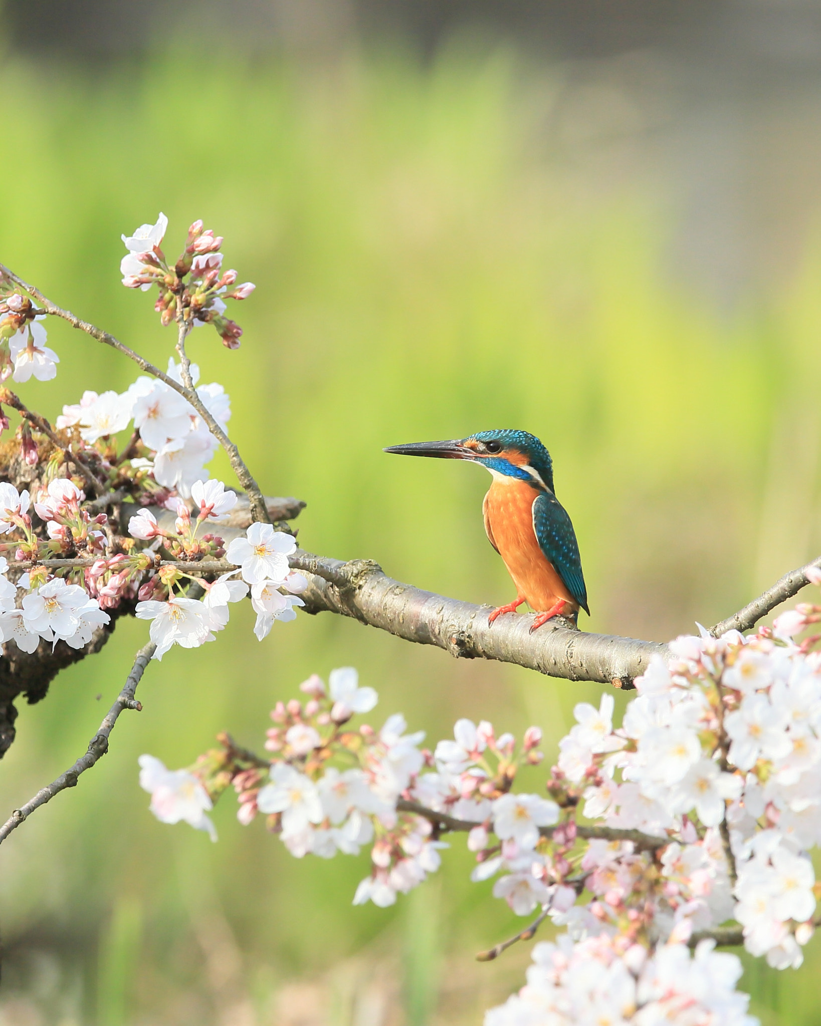 Canon EF 400mm F2.8L IS II USM sample photo. カワセミ 花に− photography