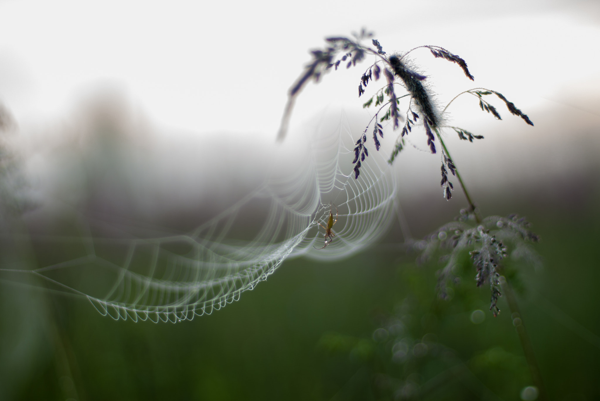Nikon D200 + Nikon AF Nikkor 50mm F1.4D sample photo. Раннее утро... photography