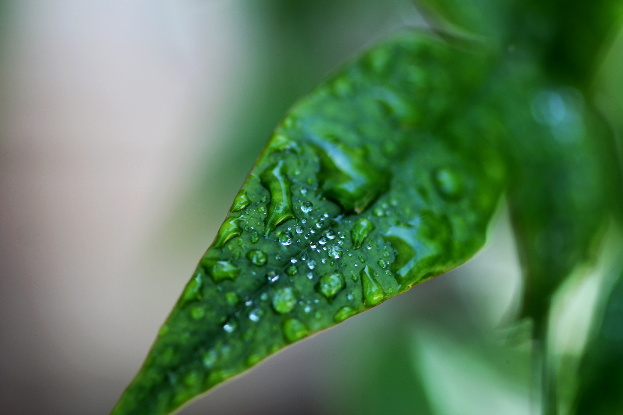 Canon EOS 60D + Canon EF 50mm F2.5 Macro sample photo