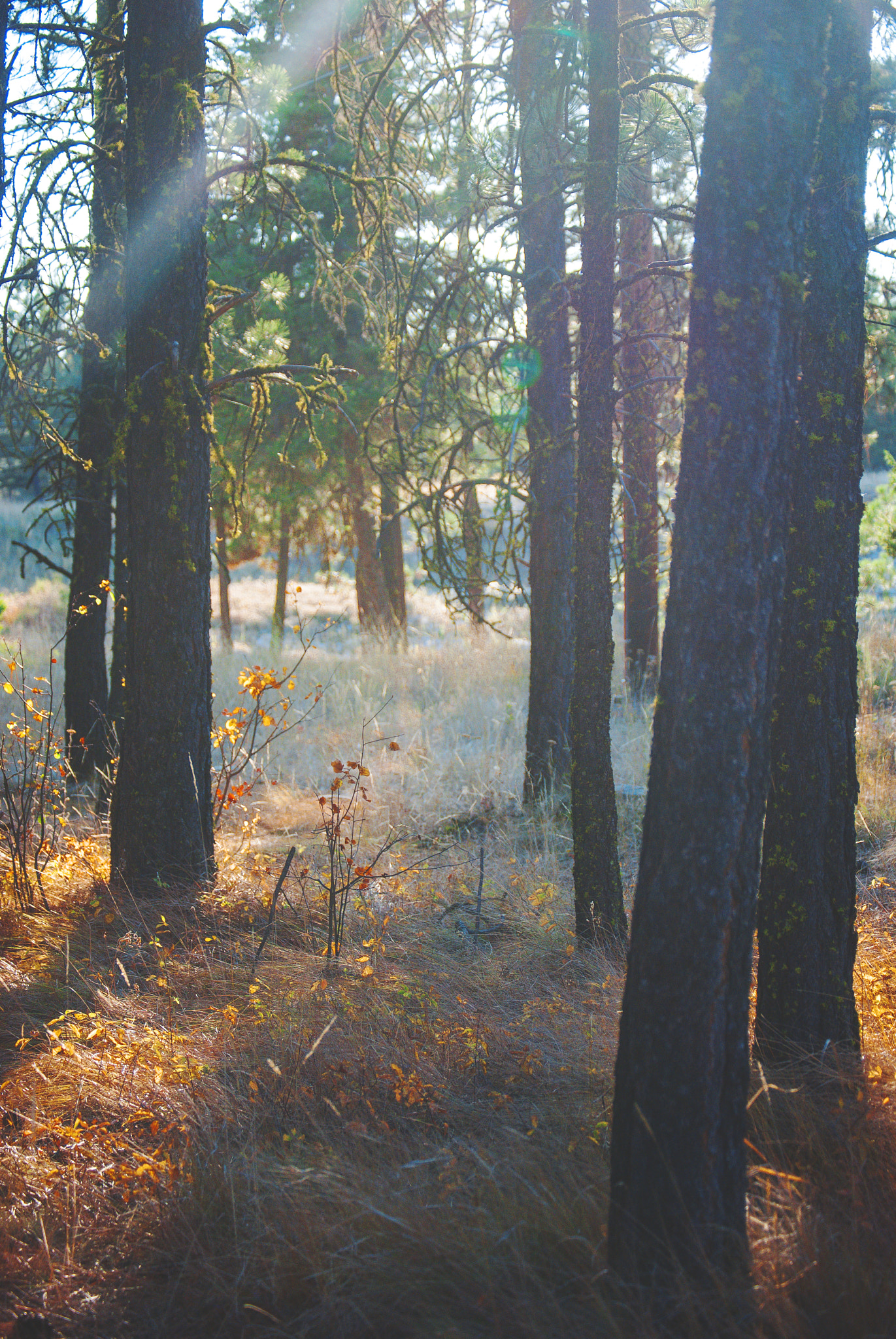 Nikon D40X sample photo. Fall 2015 photography