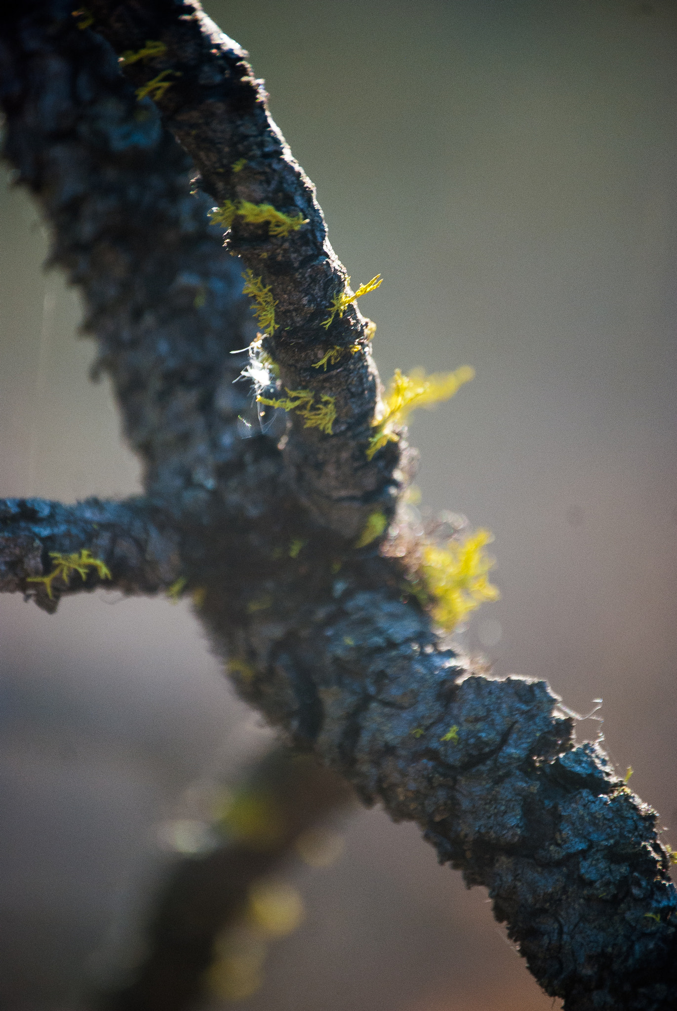 Nikon D40X sample photo. Fall lichen photography