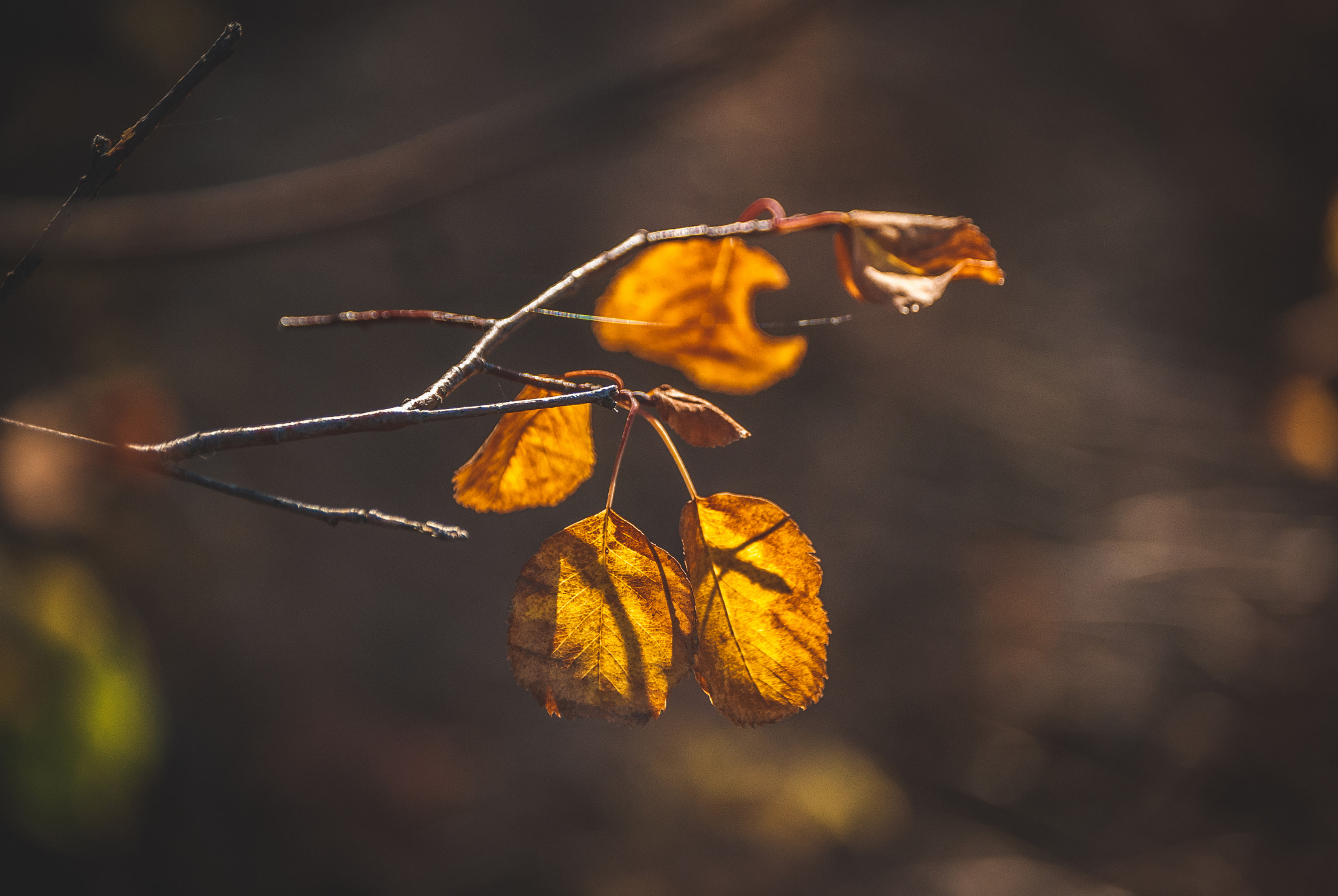 Nikon D40X + Nikon AF-S DX Nikkor 55-200mm F4-5.6G ED sample photo. Fall leaves photography