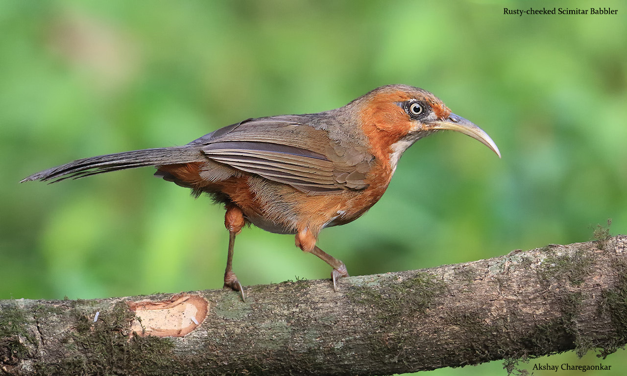 Canon EF 300mm F2.8L IS II USM sample photo. Rusty-cheeked scimitar babbler photography