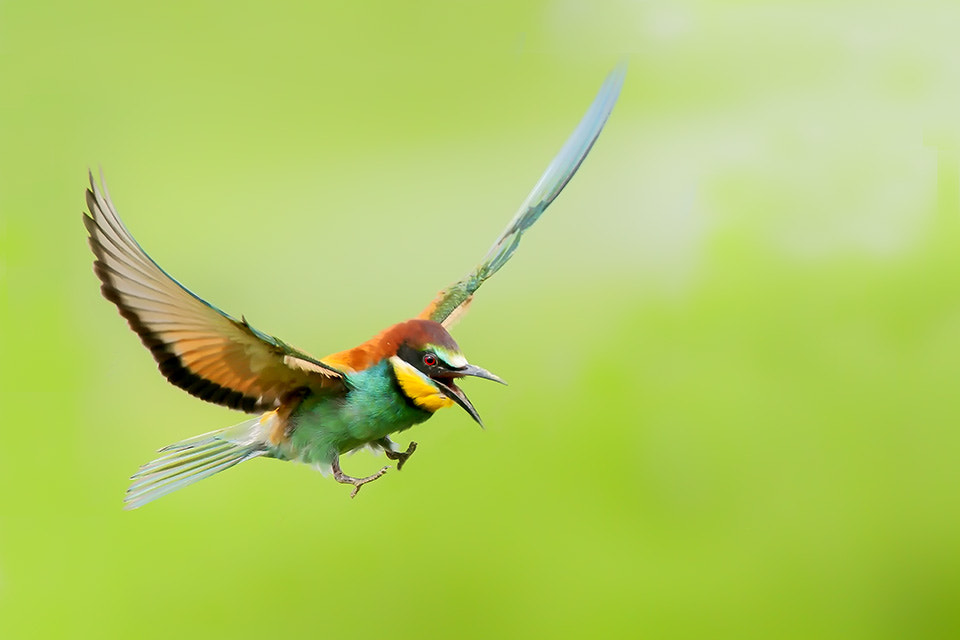 Canon EOS-1D Mark III + Canon EF 500mm F4L IS USM sample photo. Merops apiaster photography
