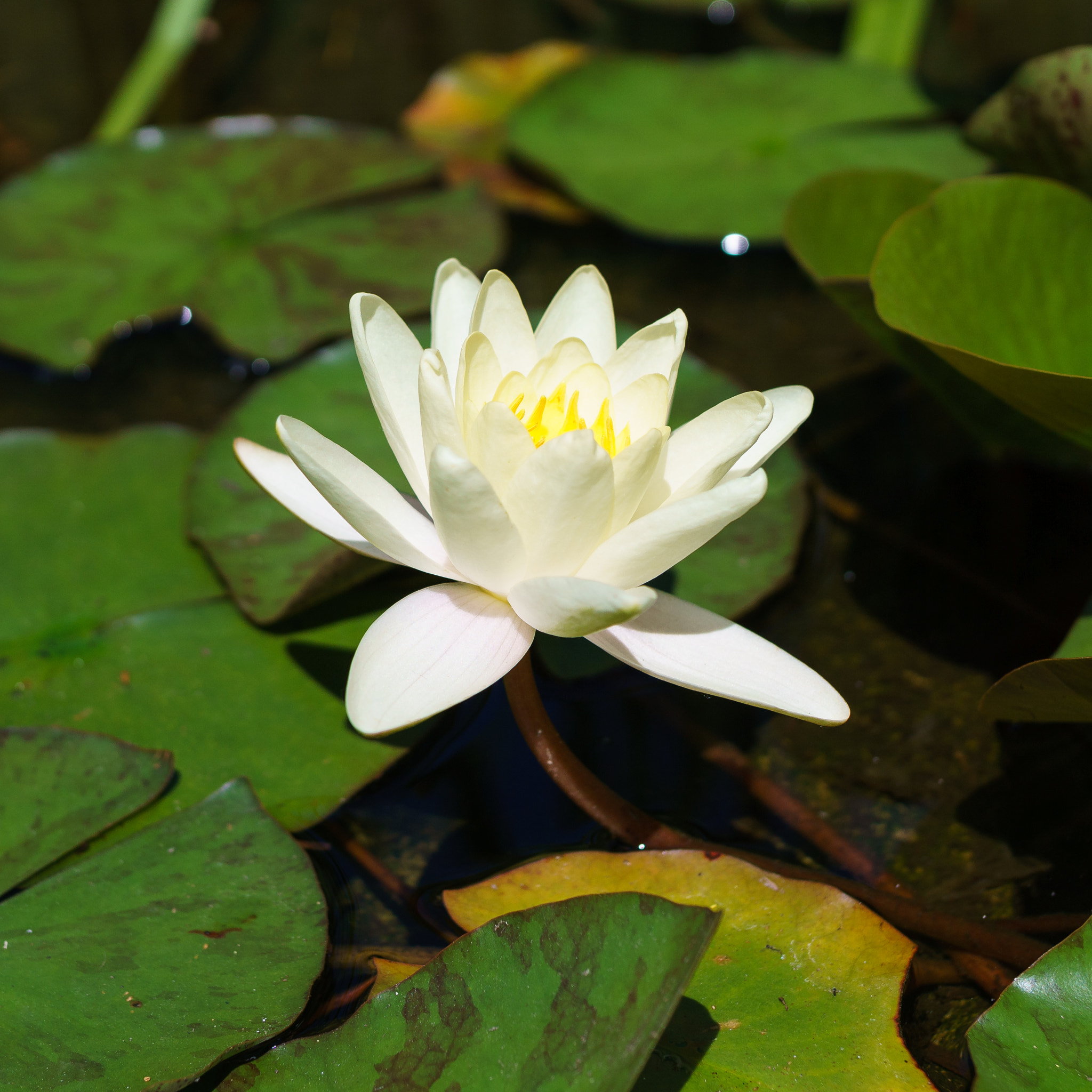 ZEISS Touit 32mm F1.8 sample photo. Water lily photography