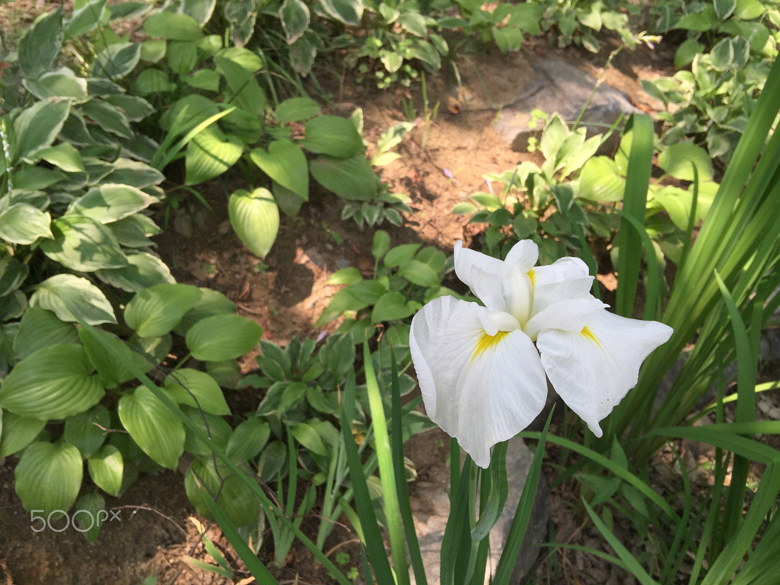 Apple iPhone7,1 sample photo. Flower #1 photography