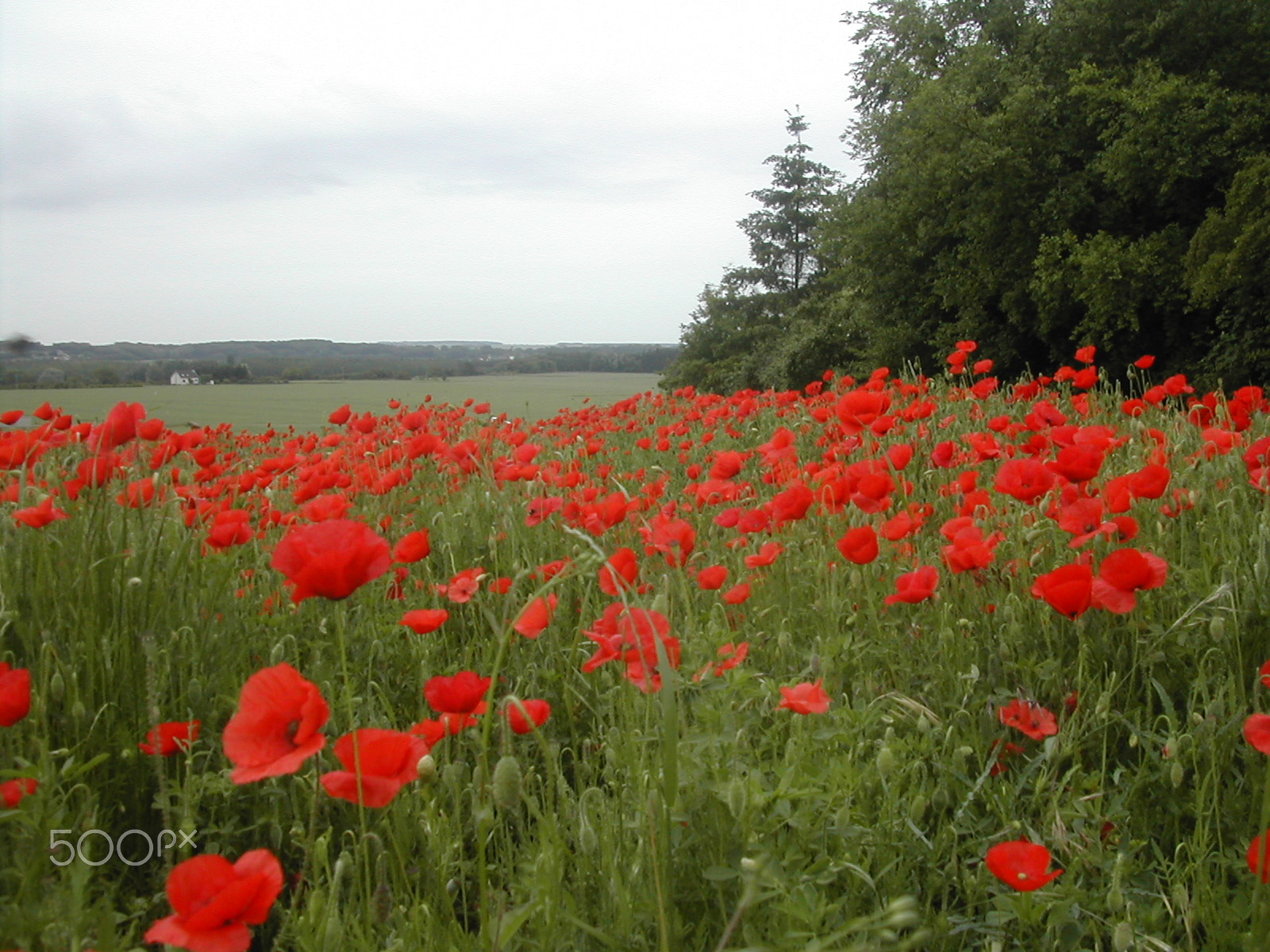 Nikon E775 sample photo. Champ de coquelicots photography