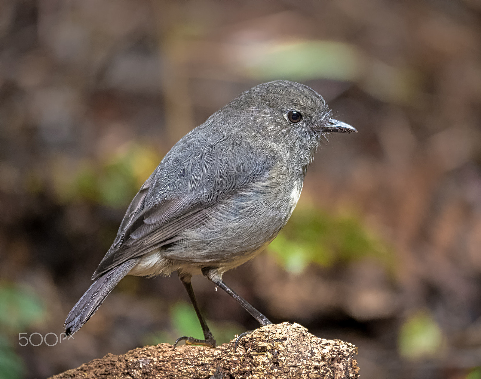 Panasonic Lumix DMC-GH4 sample photo. New zealand robin photography