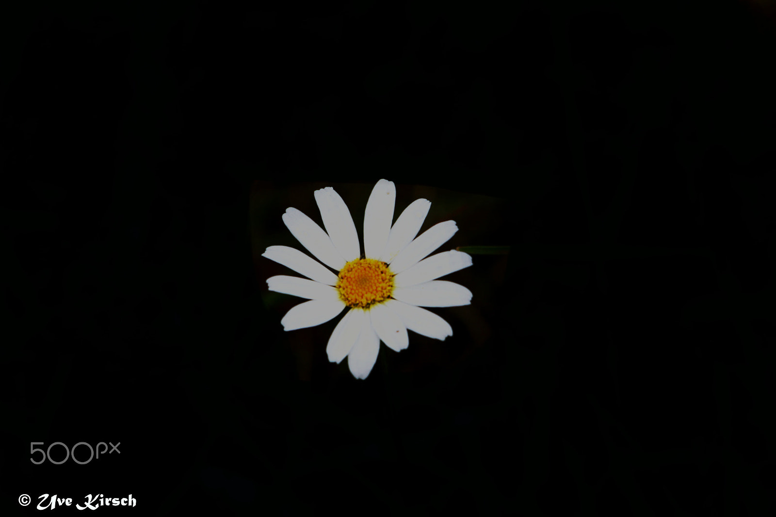 Sigma 150-500mm F5-6.3 DG OS HSM sample photo. White daisy photography