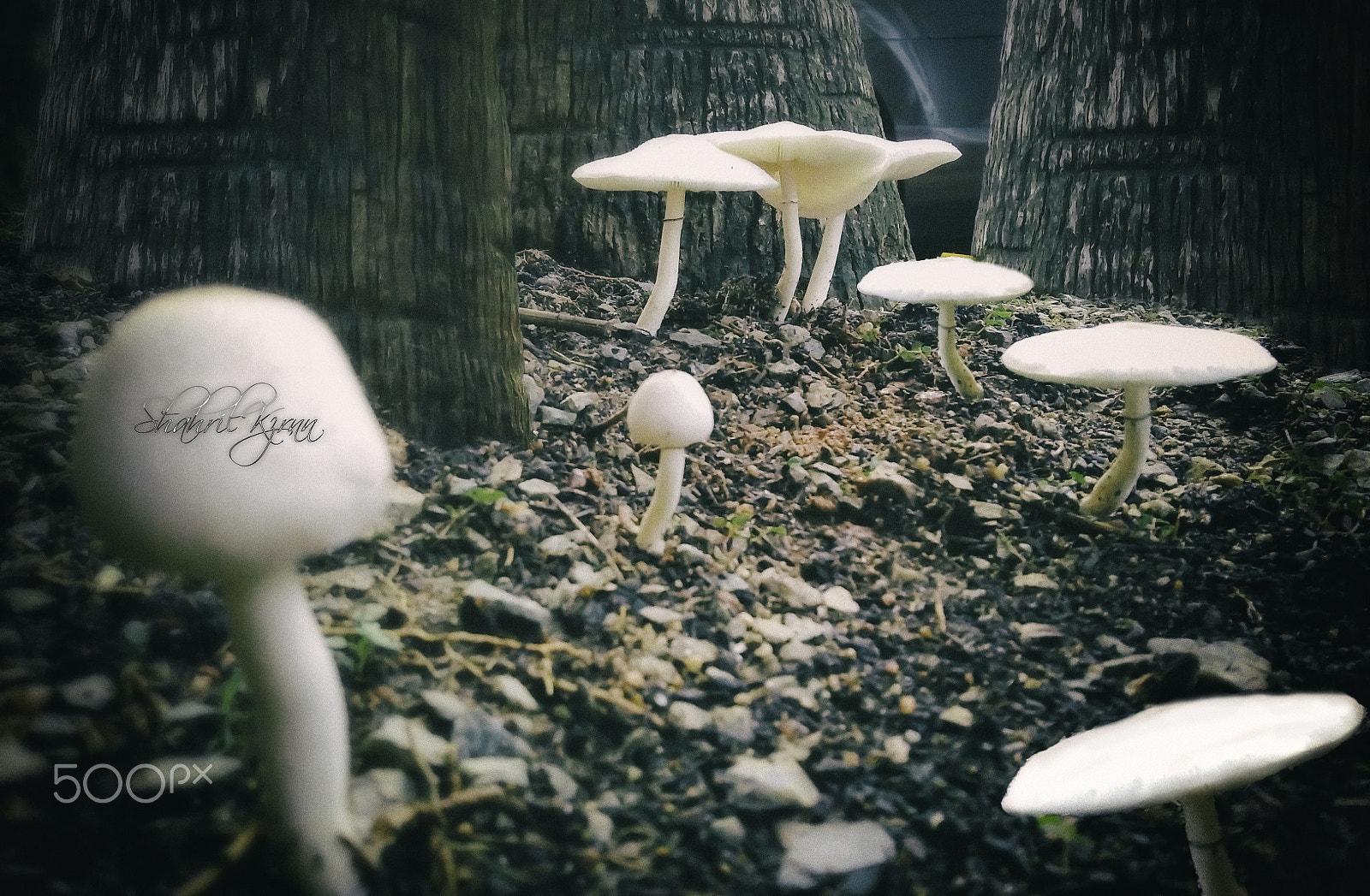 OPPO R7sfg sample photo. Wild mushroom photography