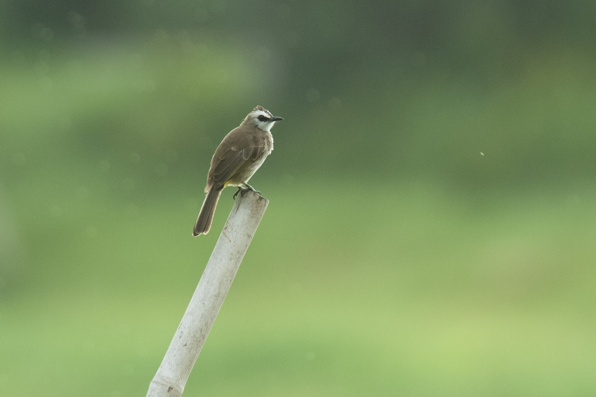 Nikon D2Xs + Sigma 120-300mm F2.8 EX DG HSM sample photo