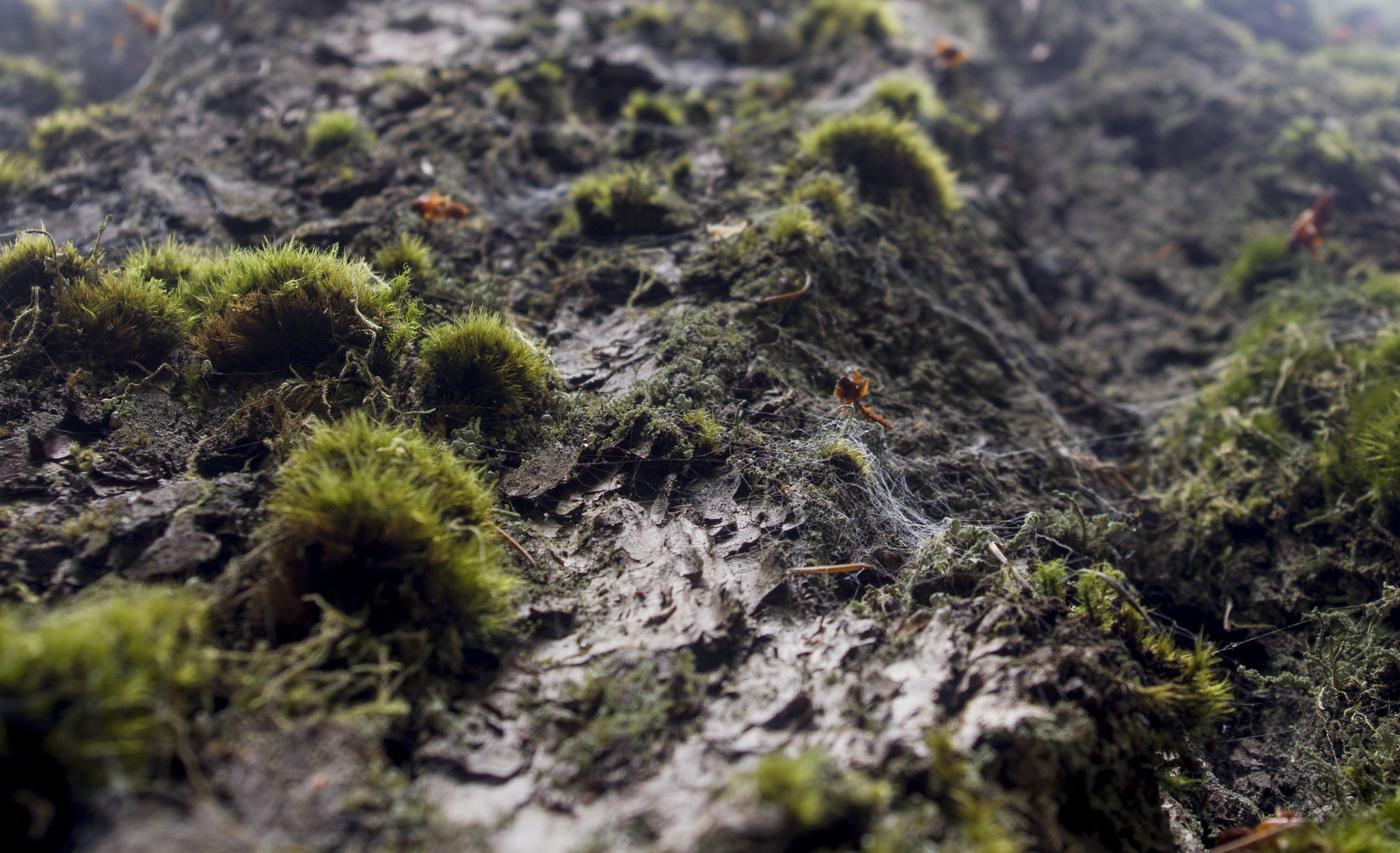 Pentax smc DA 18-55mm F3.5-5.6 ED AL II (IF) sample photo. Spiders playground photography