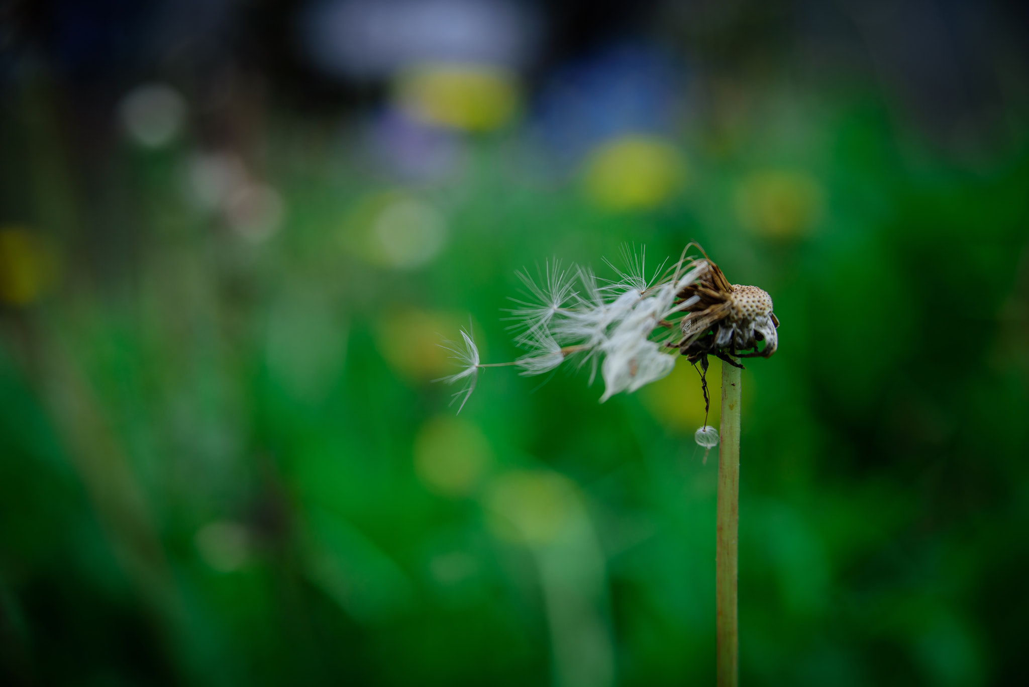 Nikon AF Nikkor 24-85mm F2.8-4D IF sample photo. Dandelion photography