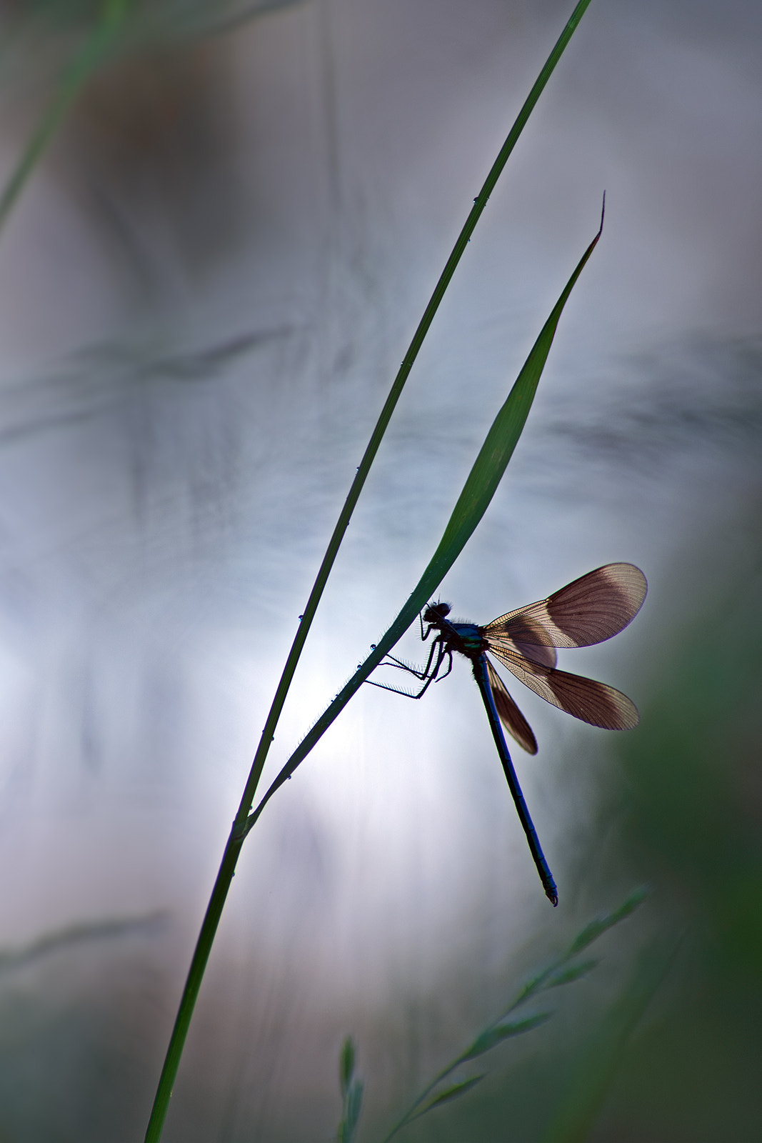 Nikon D300S + Nikon AF Nikkor 180mm F2.8D ED-IF sample photo. Banded demoiselle, male photography