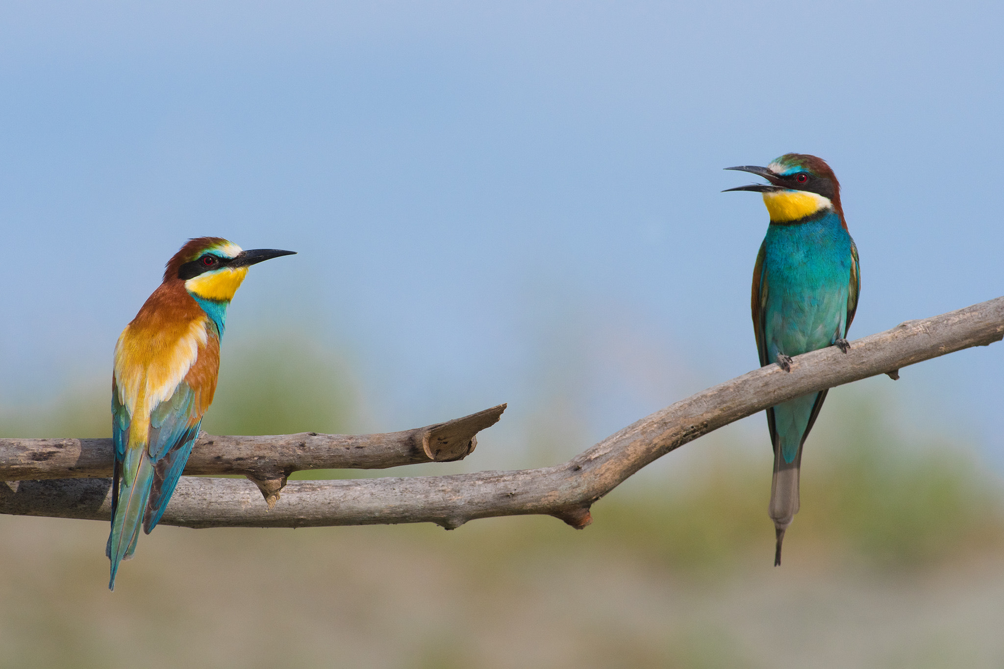 Nikon AF-S Nikkor 300mm F2.8G ED-IF VR sample photo. Beeeaters photography