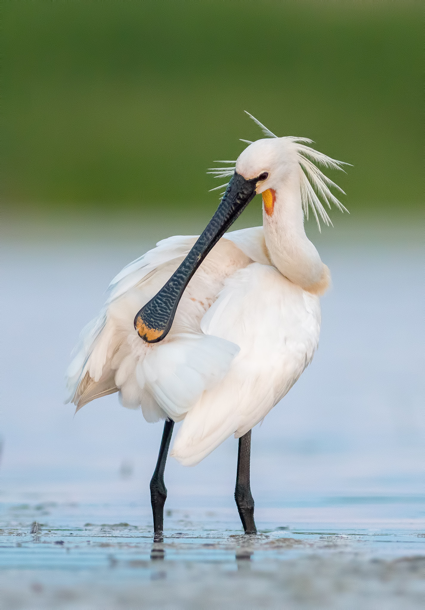 Nikon AF-S Nikkor 300mm F2.8G ED-IF VR sample photo. Spoonbill photography